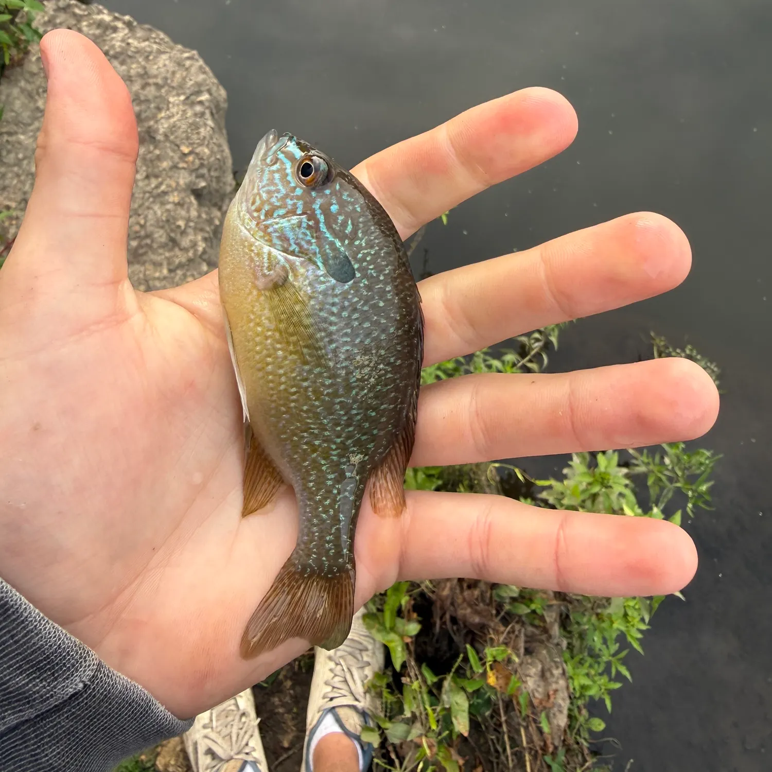 Longear sunfish caught on Fishbrain