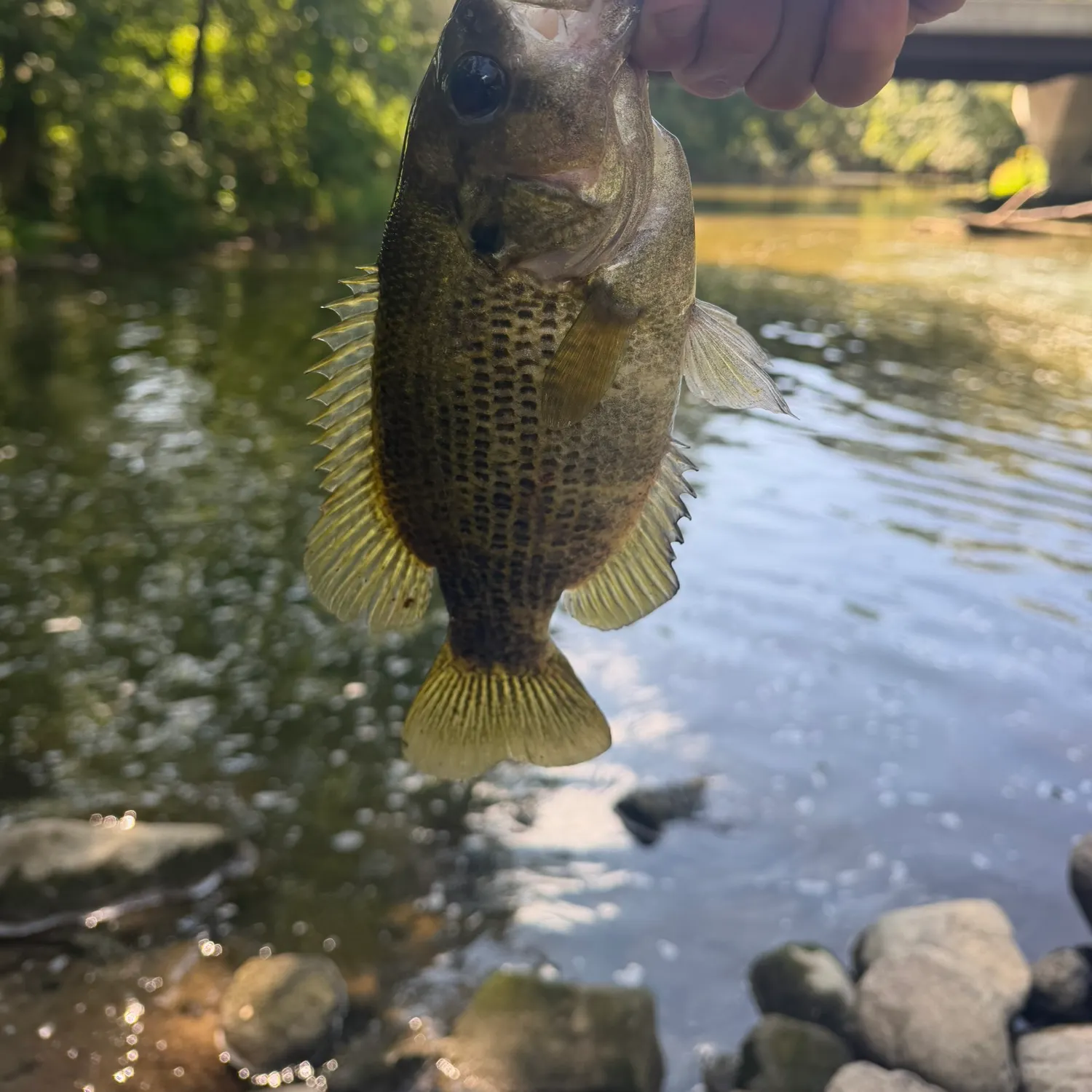 Rock bass caught on Fishbrain