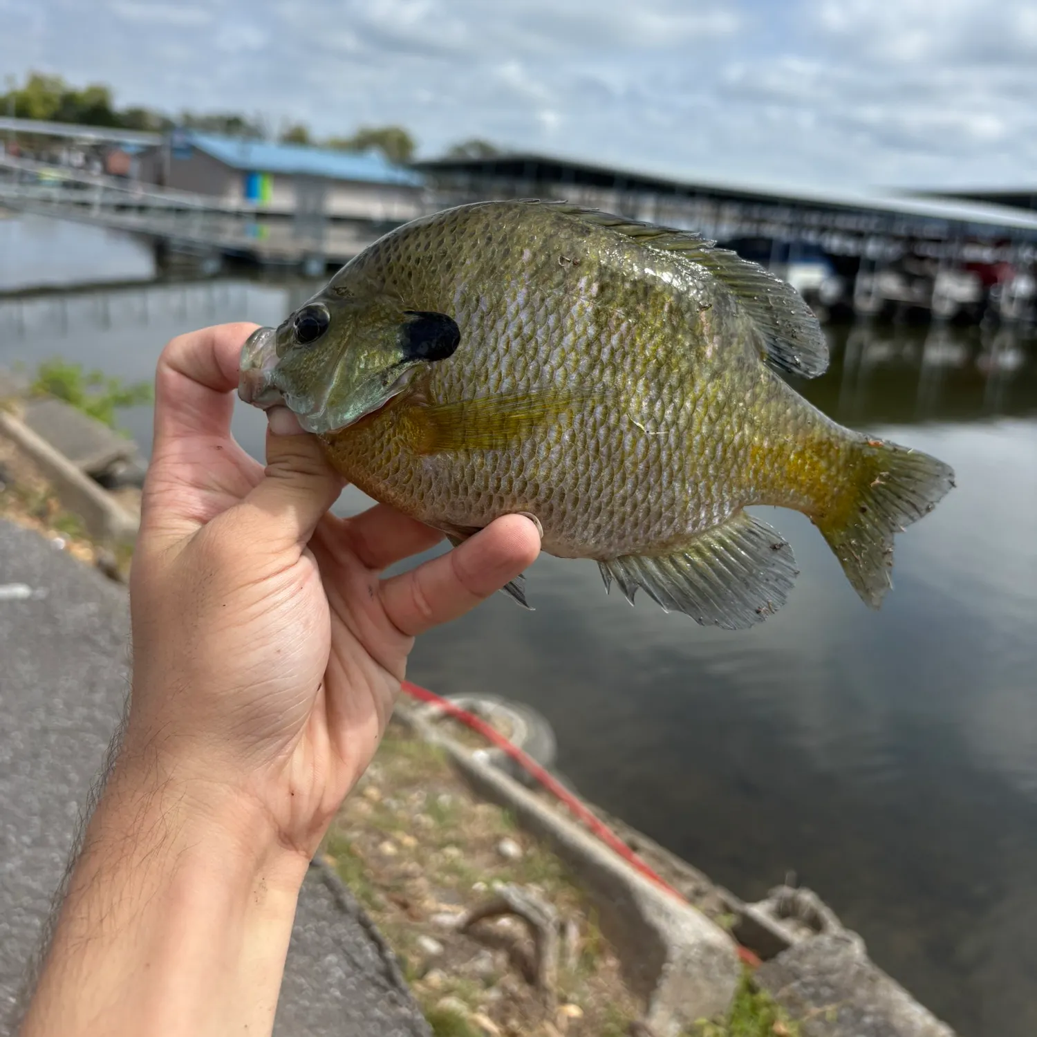Bluegill caught on Fishbrain