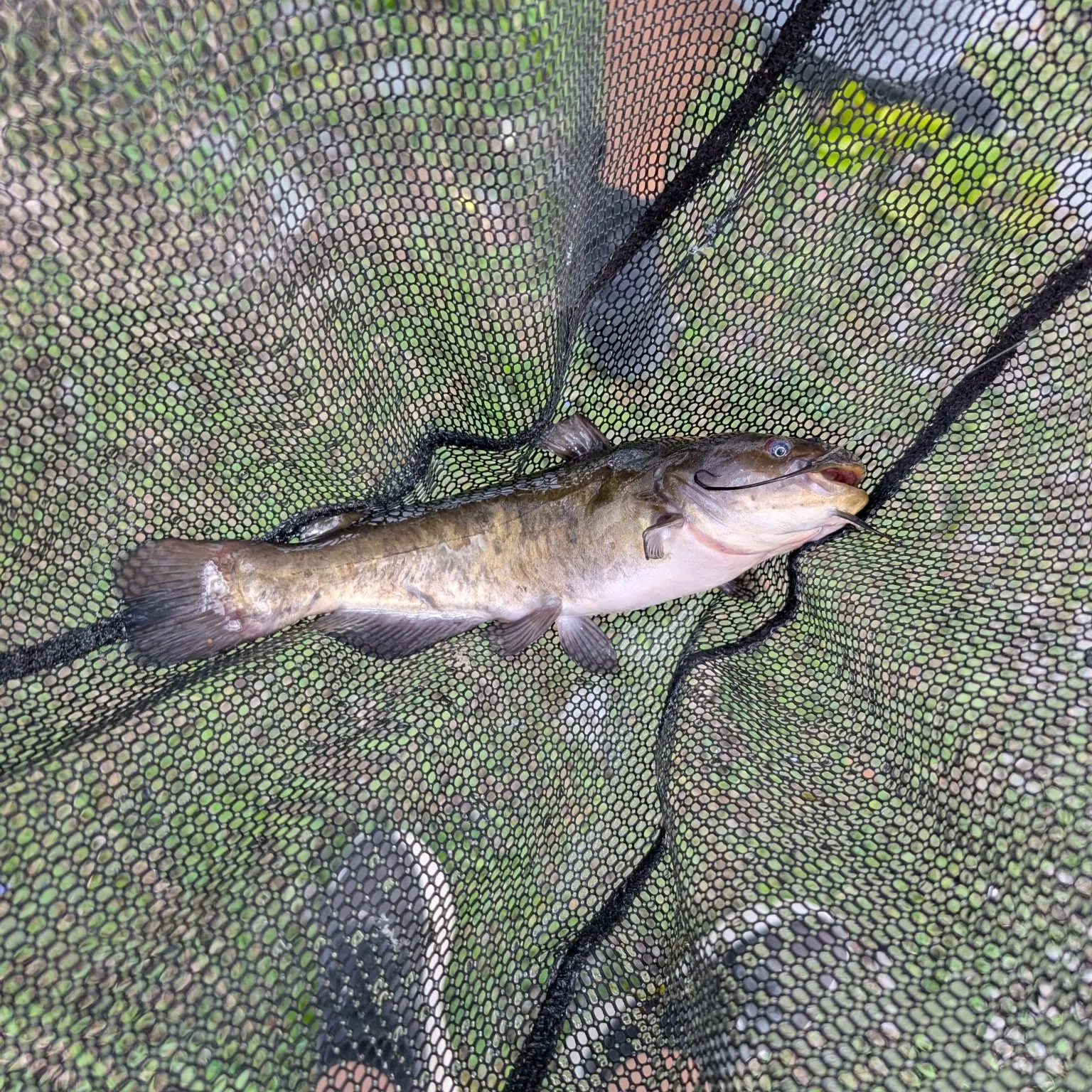Black bullhead caught on Fishbrain