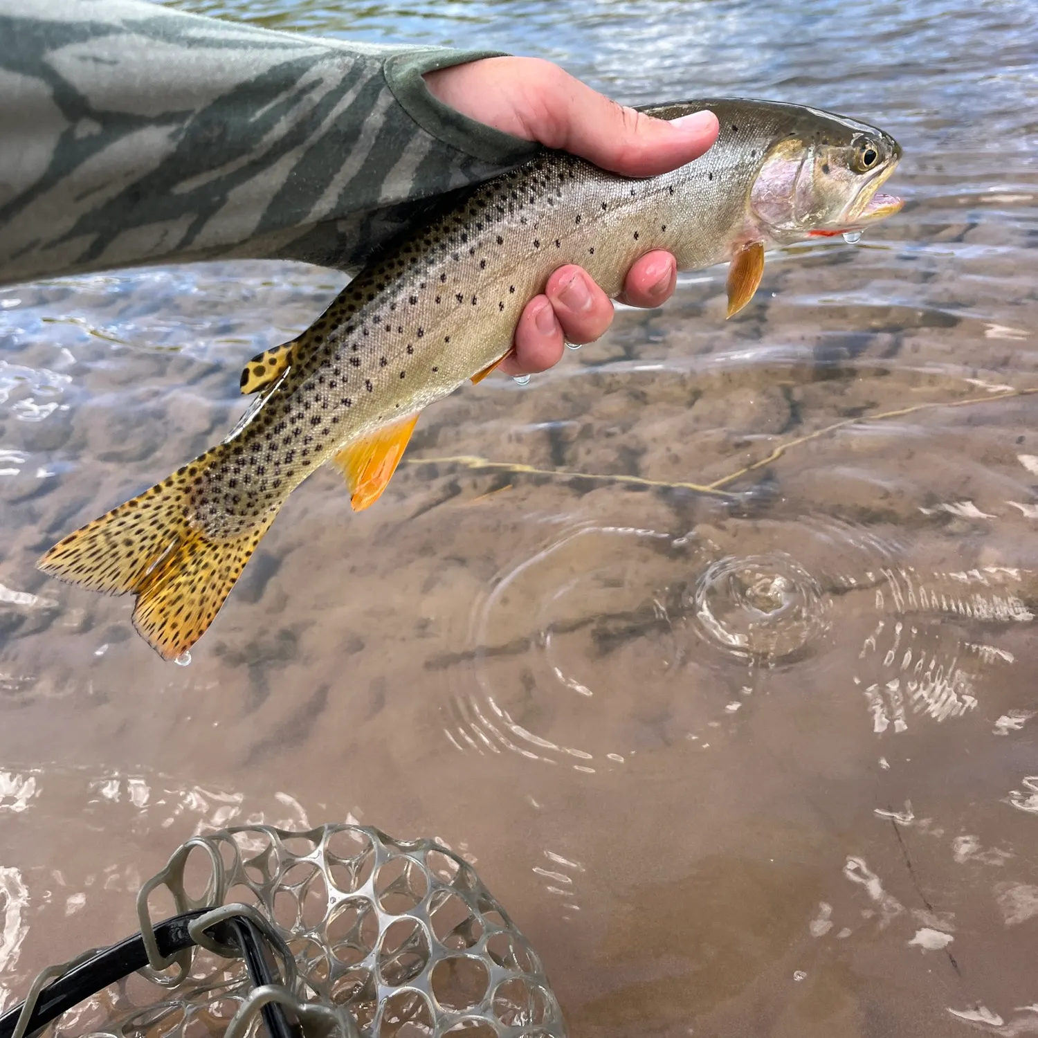 Cutthroat trout caught on Fishbrain