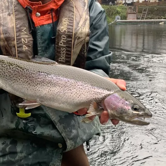 The most recent Cutbow catches on Fishbrain
