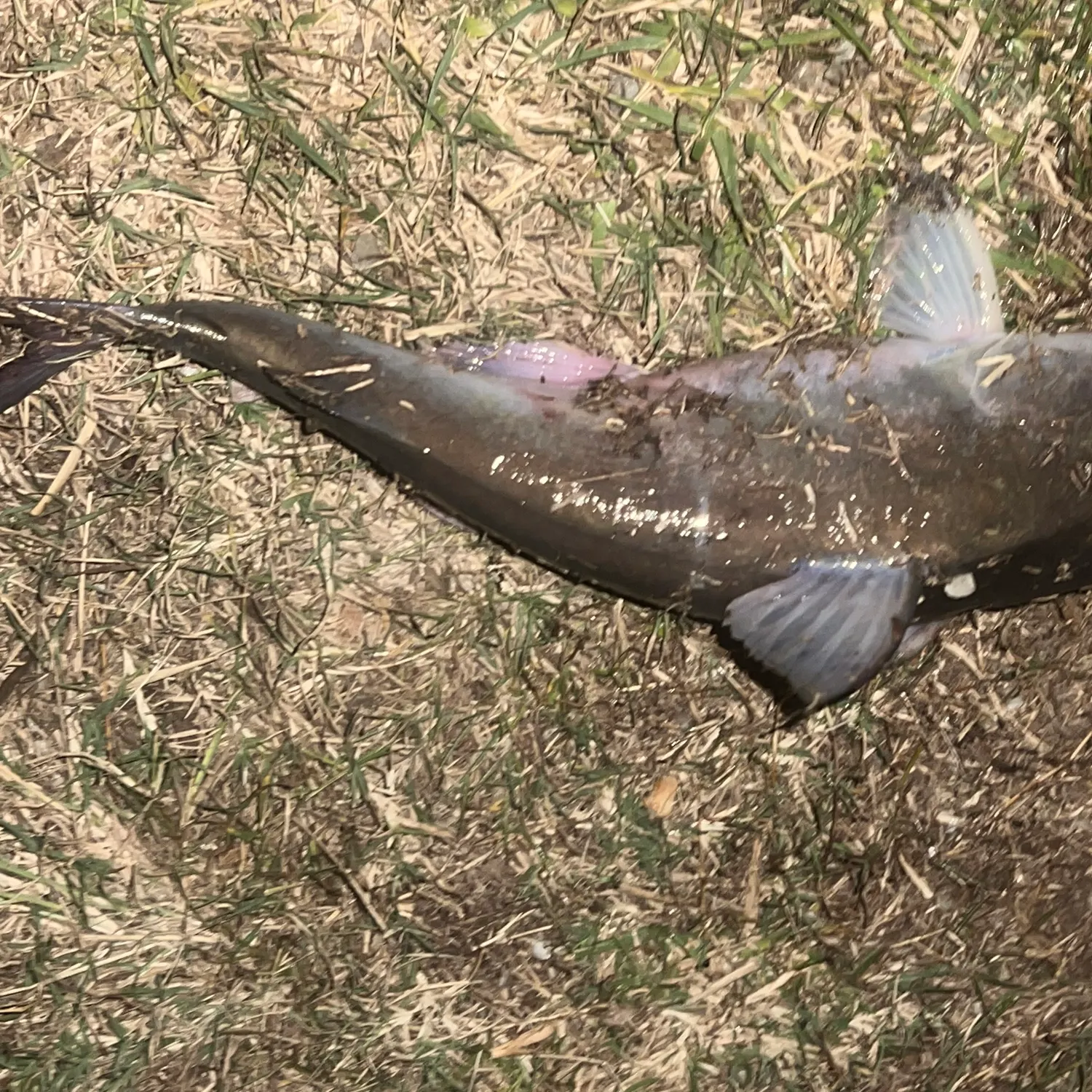 Blue salmon catfish caught on Fishbrain