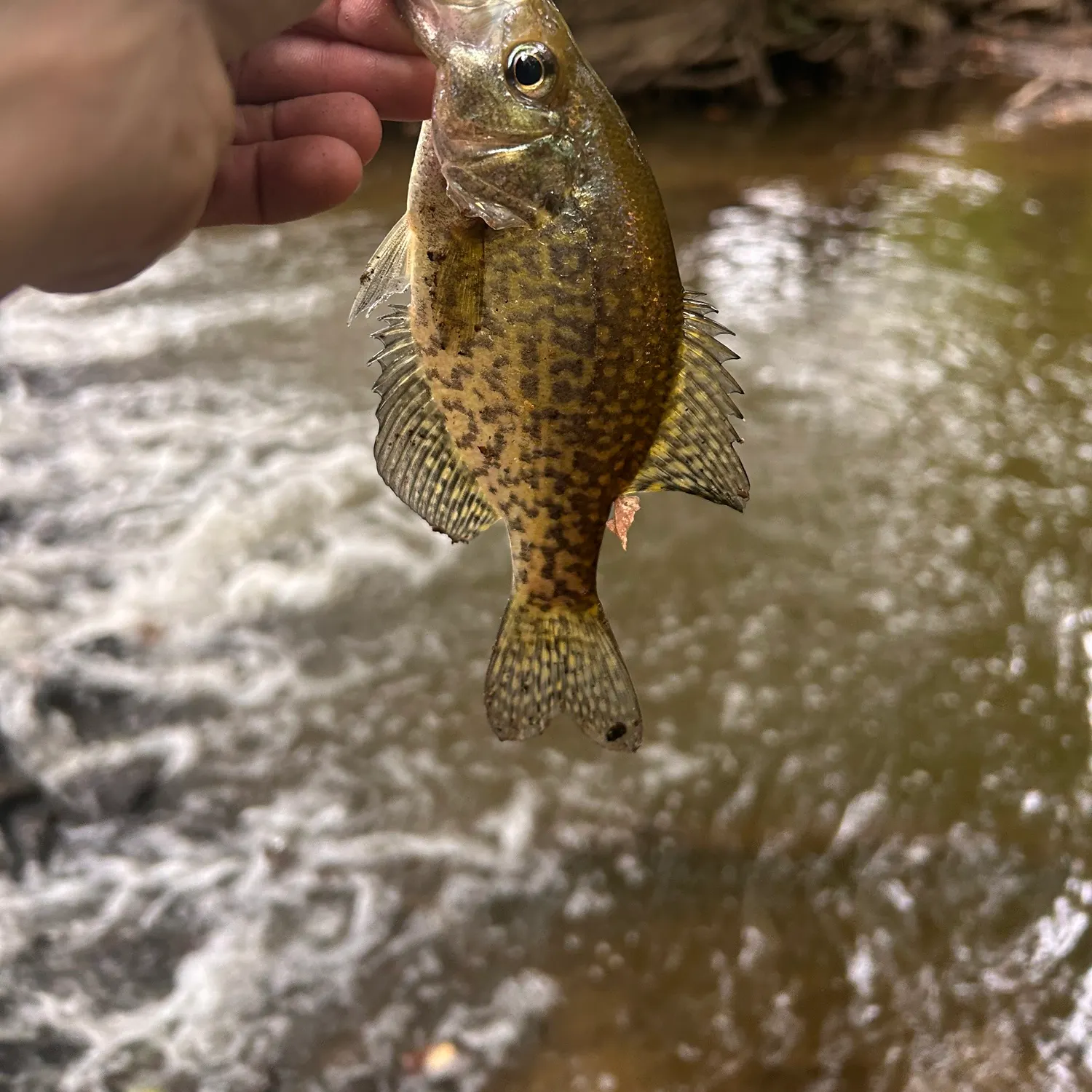 Black crappie caught on Fishbrain