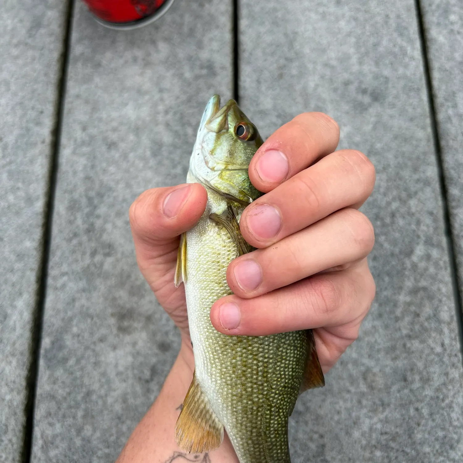 Smallmouth bass caught on Fishbrain