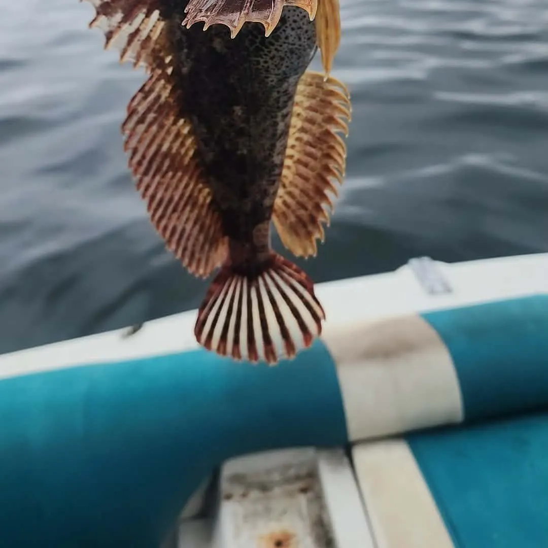 Red Irish lord caught on Fishbrain