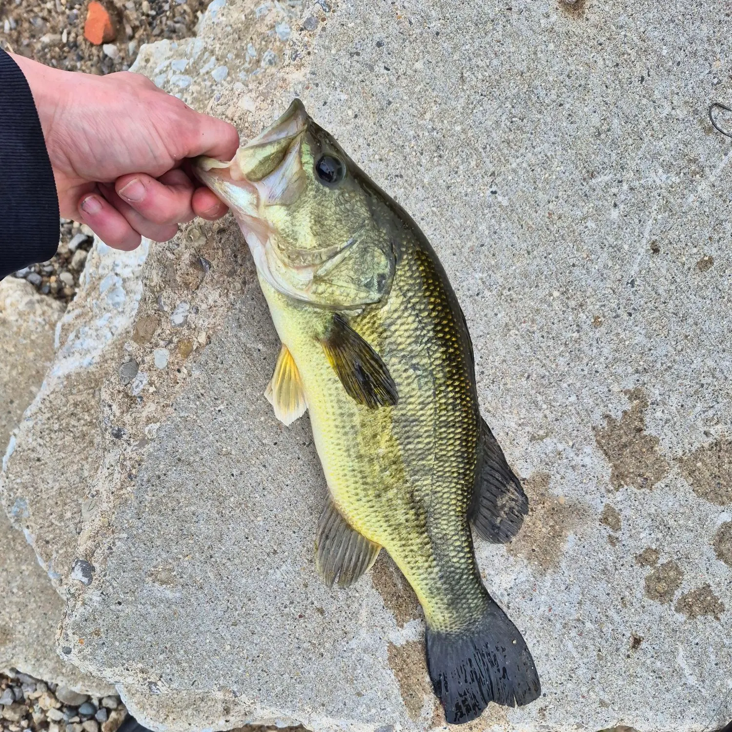 Largemouth bass caught on Fishbrain