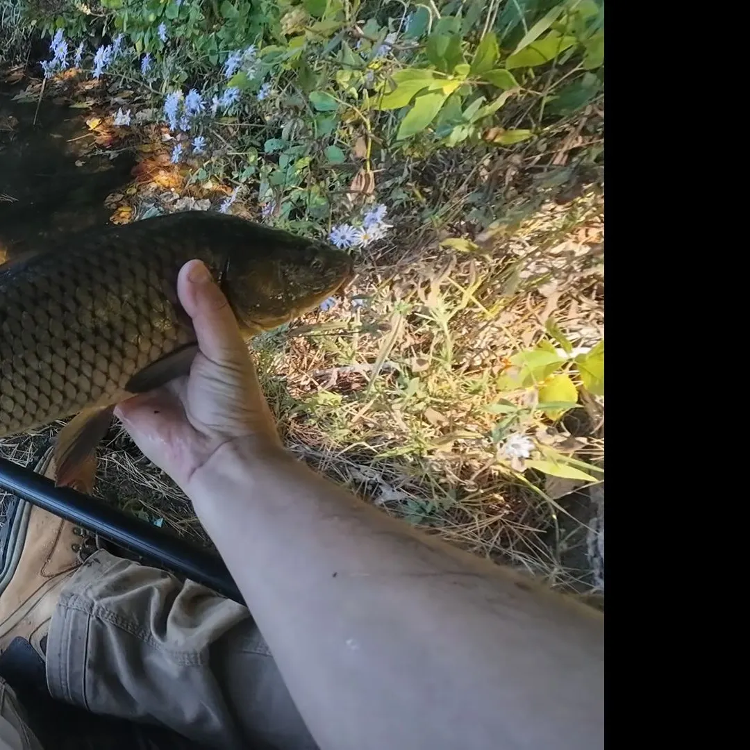 Common carp caught on Fishbrain
