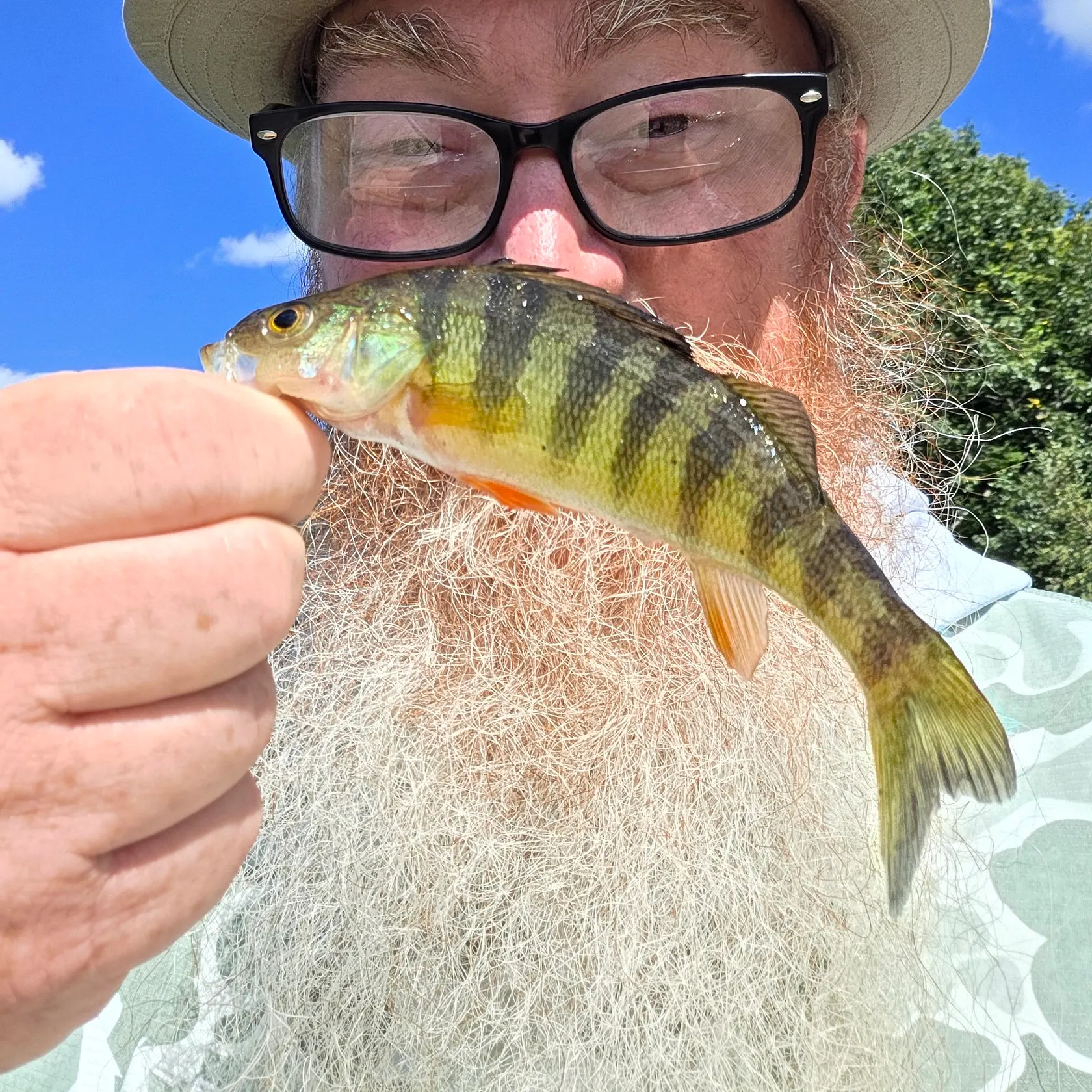 Yellow perch caught on Fishbrain