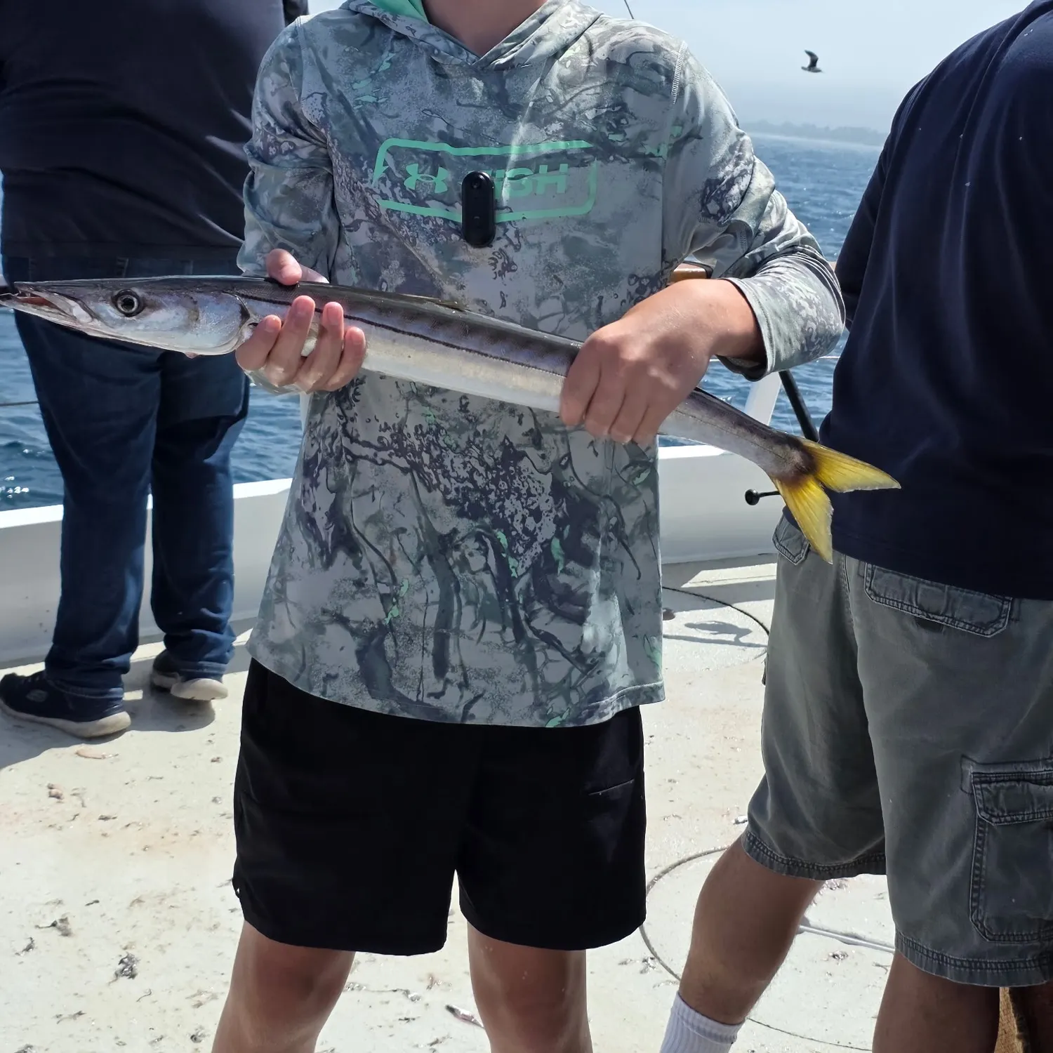 Pacific barracuda caught on Fishbrain