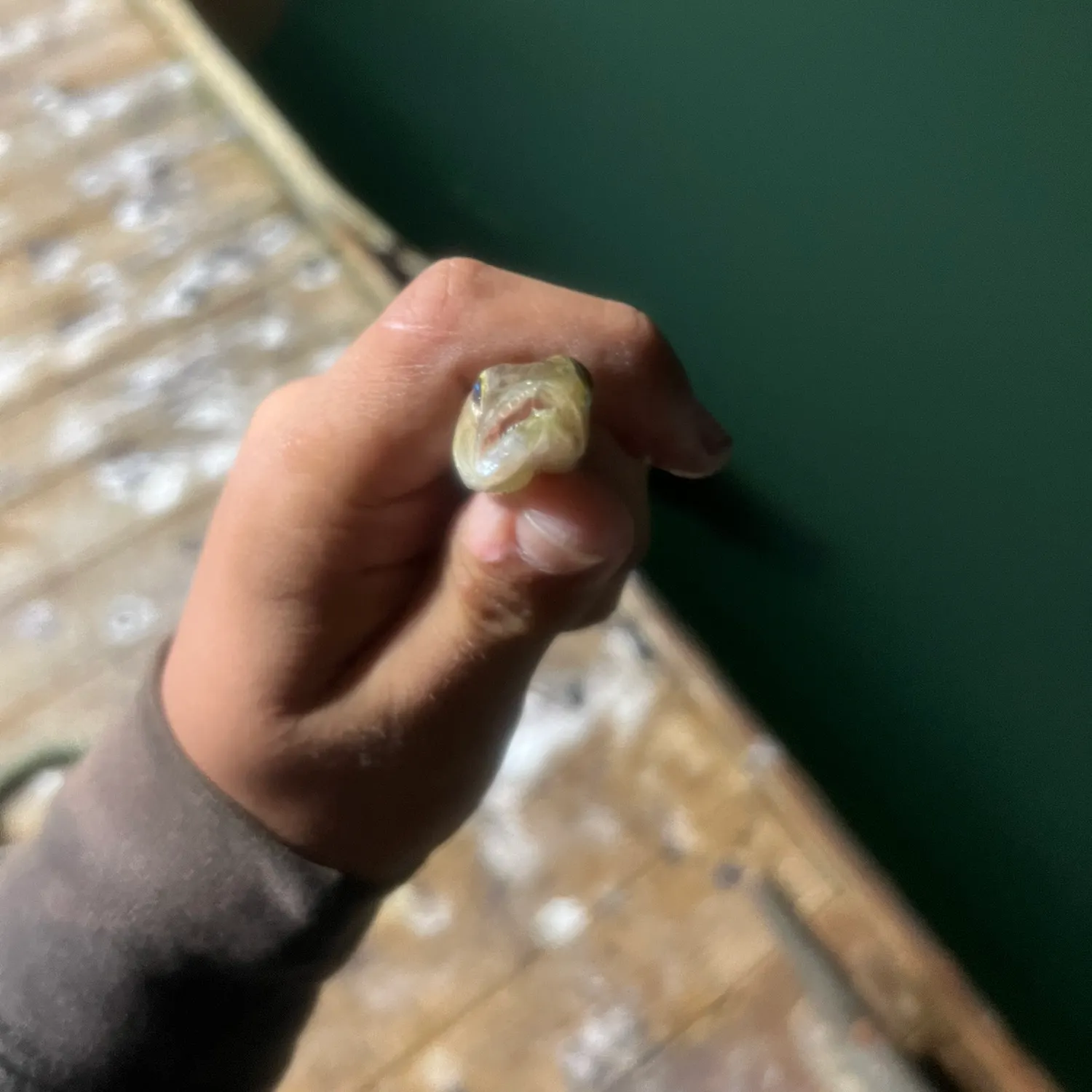 The most recent Inshore lizardfish catches on Fishbrain