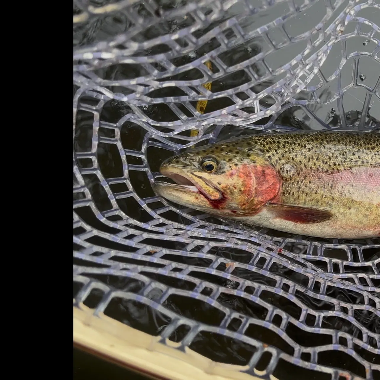 Rainbow trout caught on Fishbrain