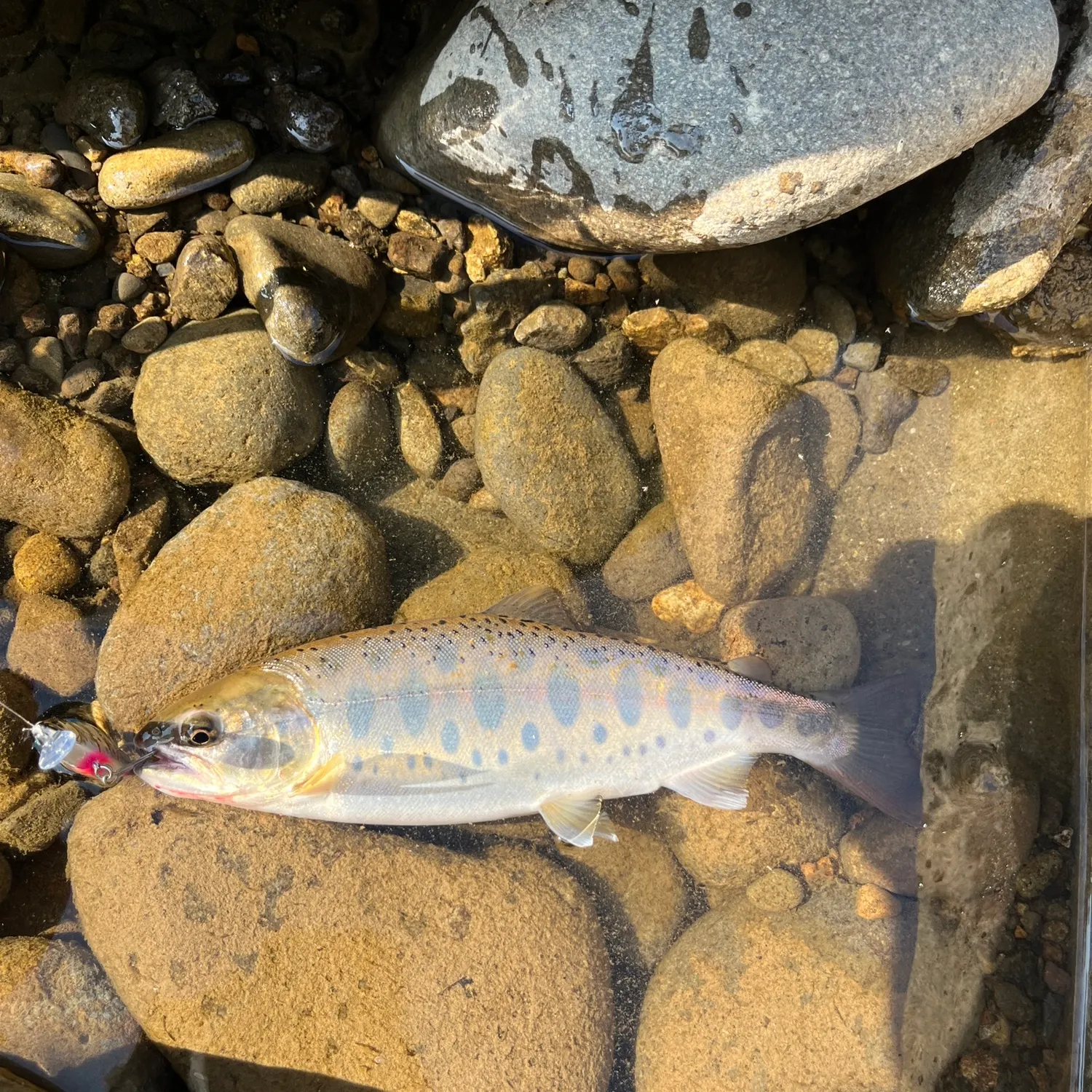 The most recent Cherry salmon catches on Fishbrain
