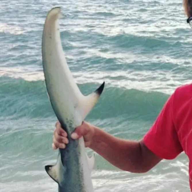 The most recent Smooth hammerhead shark catches on Fishbrain