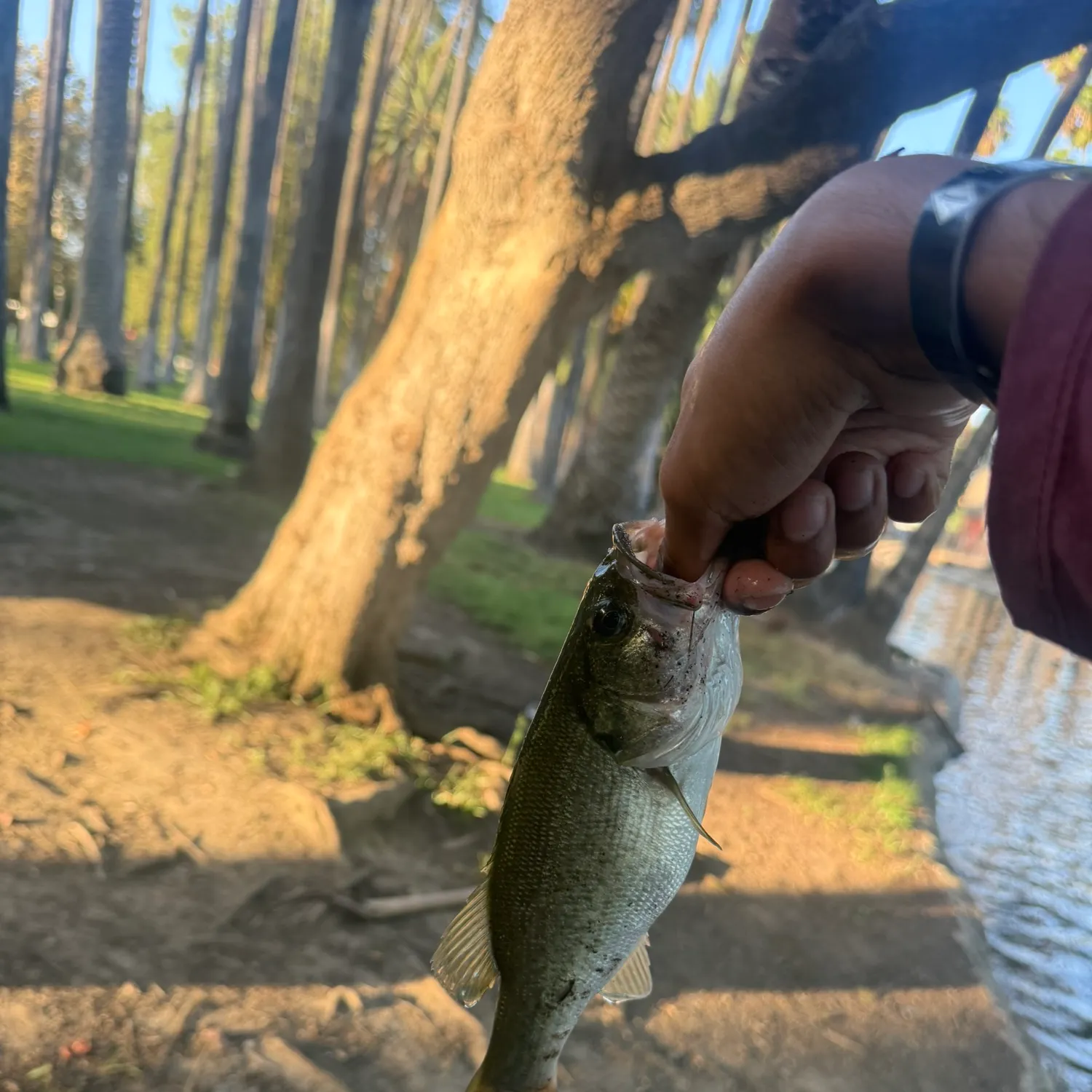 The most recent Largemouth bass catches on Fishbrain