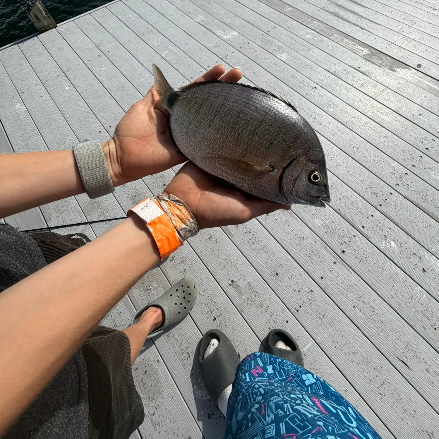 The most recent Goldlined seabream catches on Fishbrain
