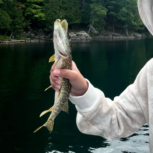 Northern pike caught on Fishbrain