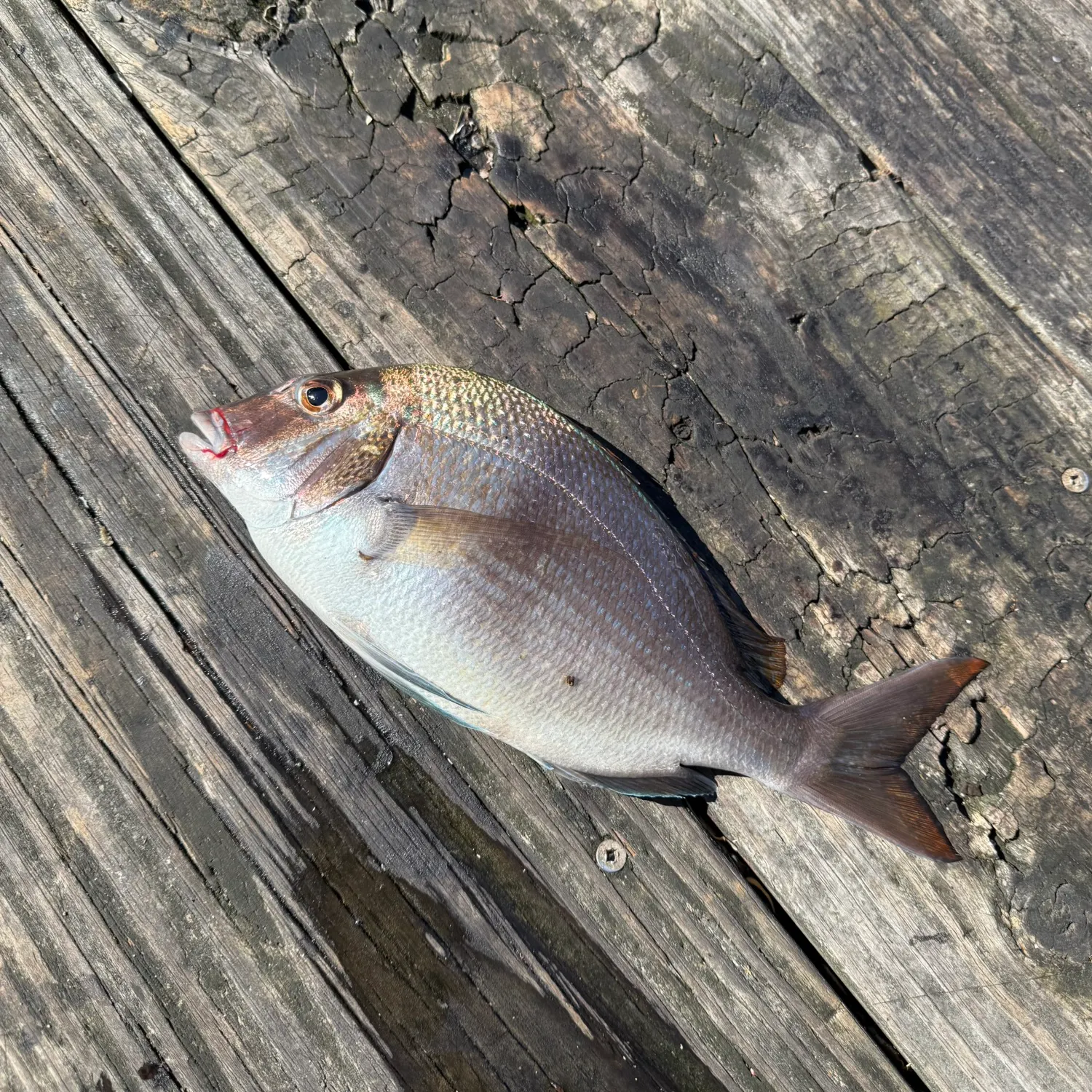 Scup caught on Fishbrain