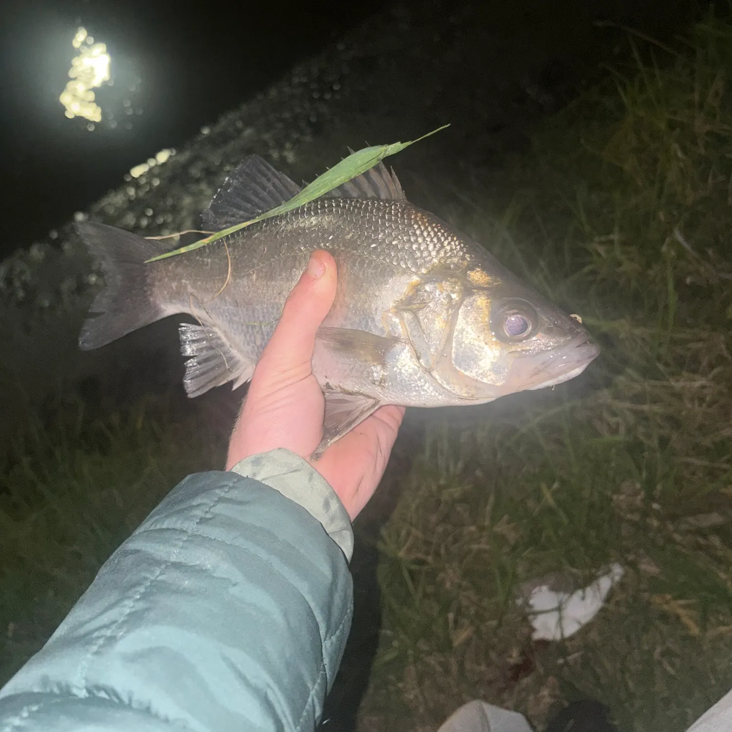 The most recent Estuary perch catches on Fishbrain