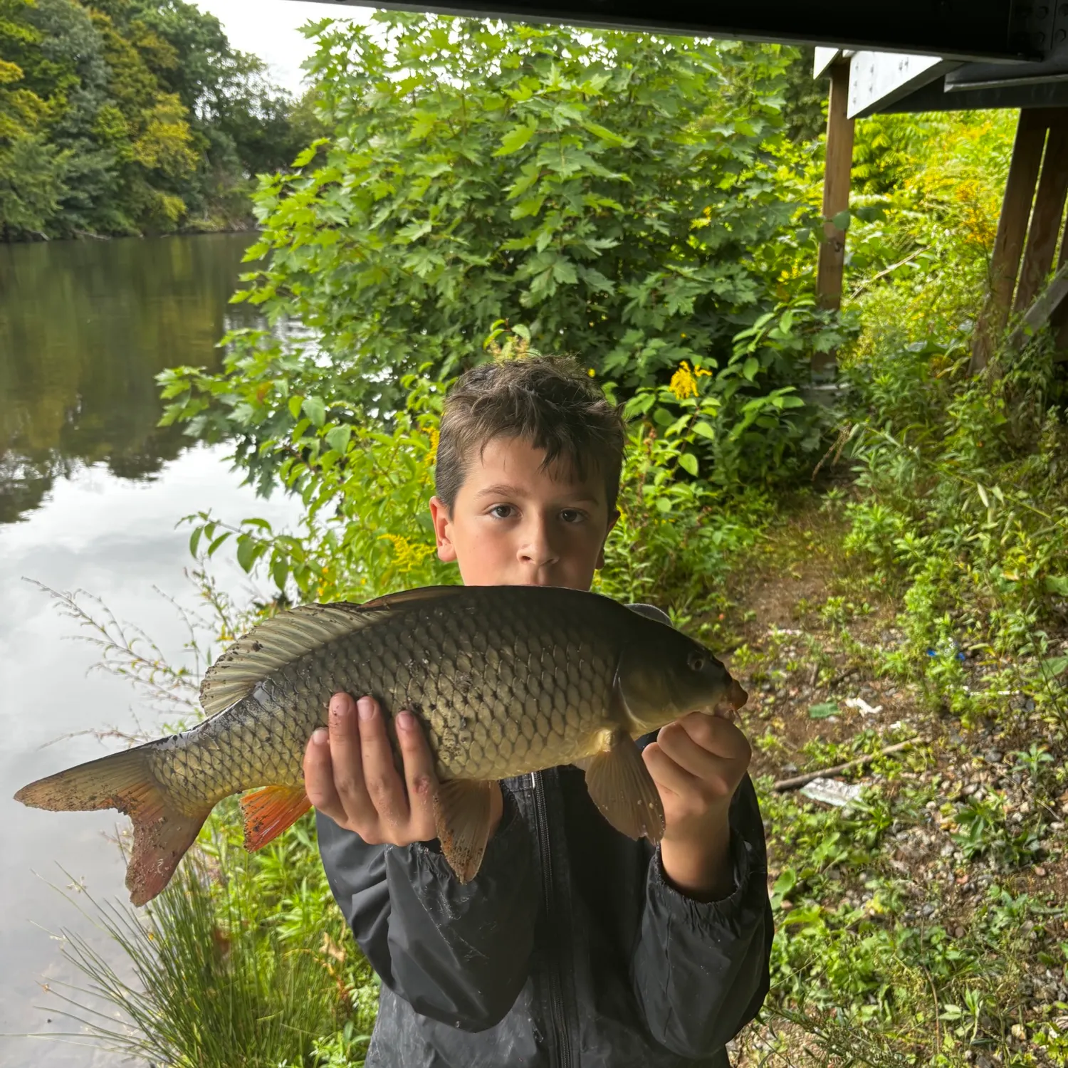Common carp caught on Fishbrain