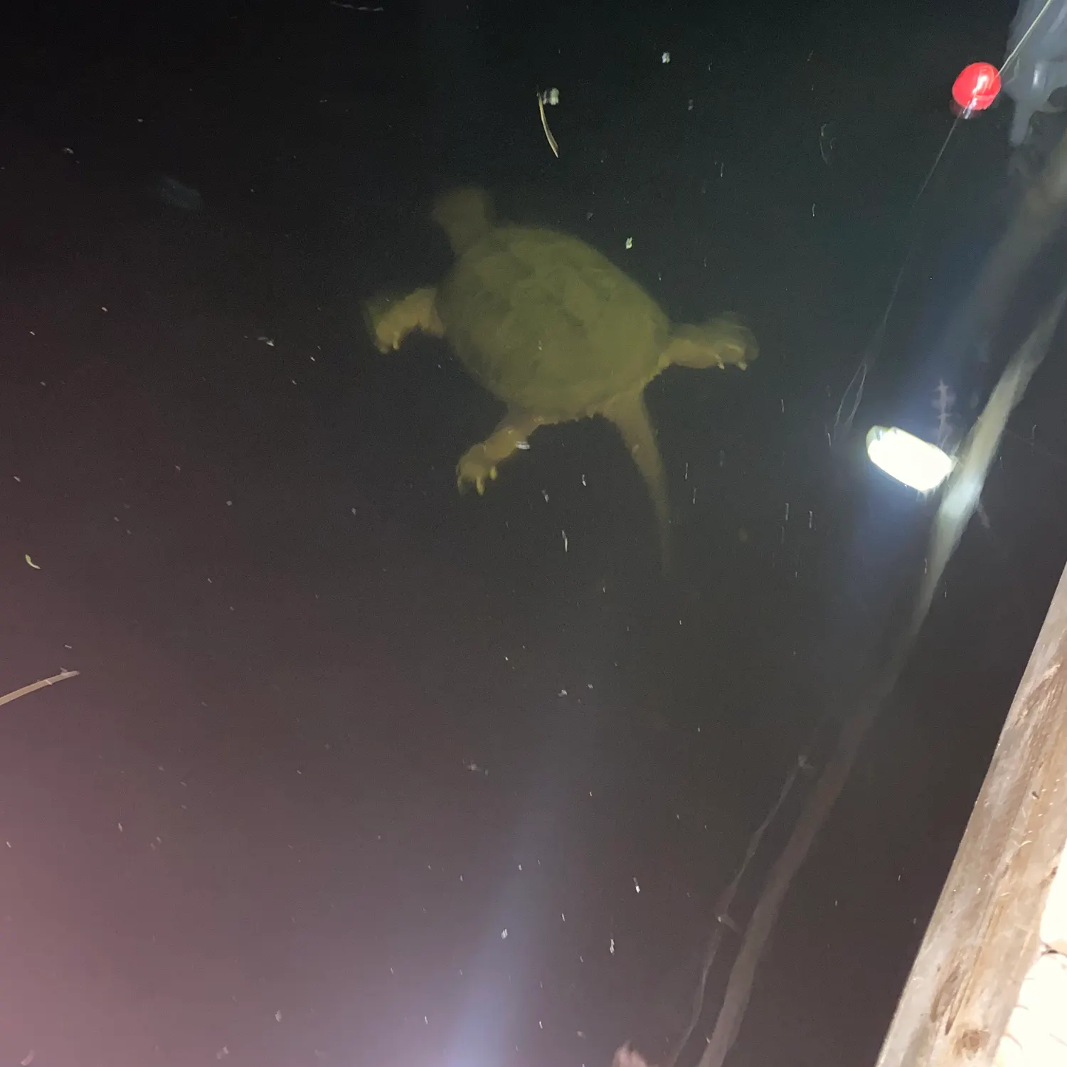 Common snapping turtle caught on Fishbrain