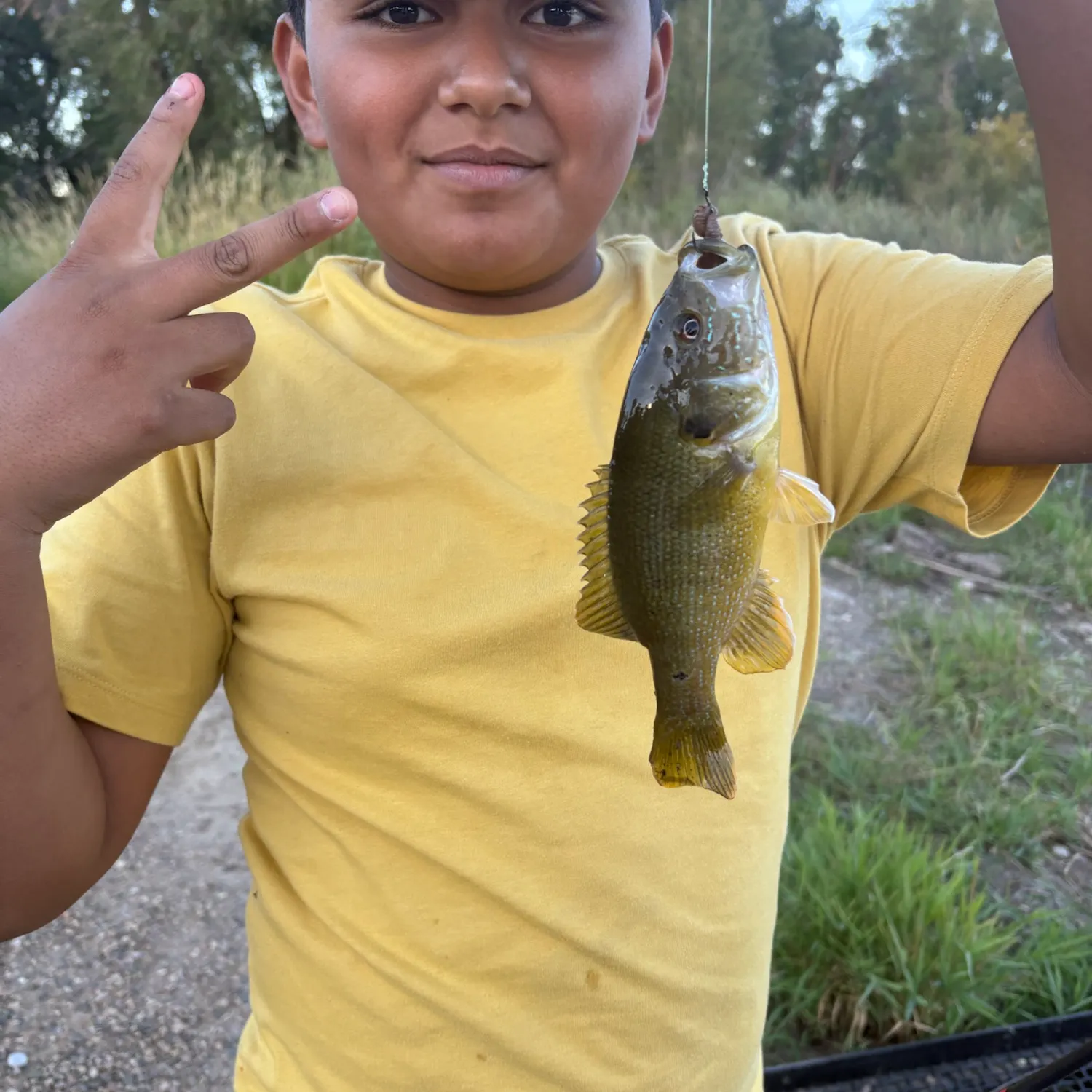 Green sunfish caught on Fishbrain