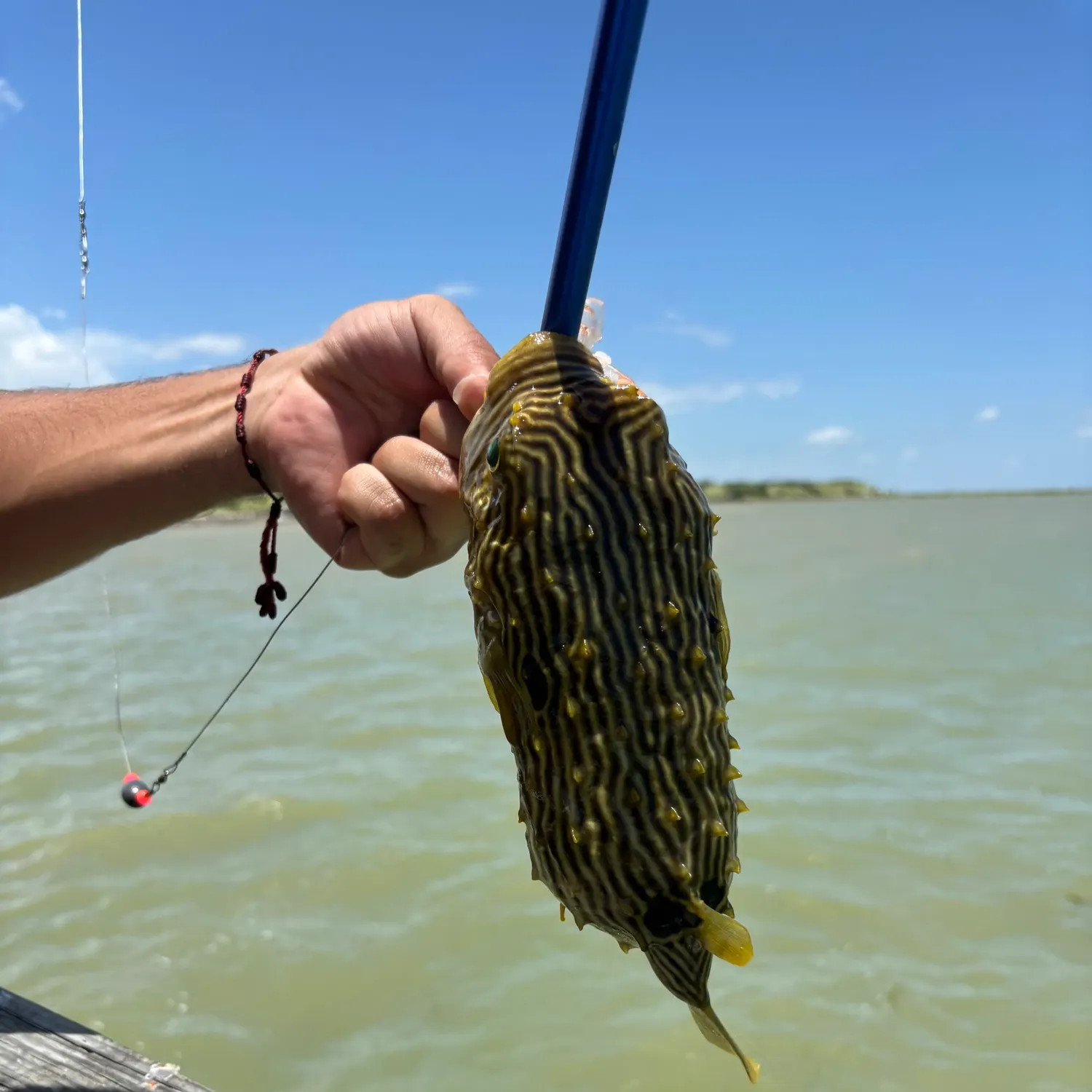 The most recent Striped burrfish catches on Fishbrain