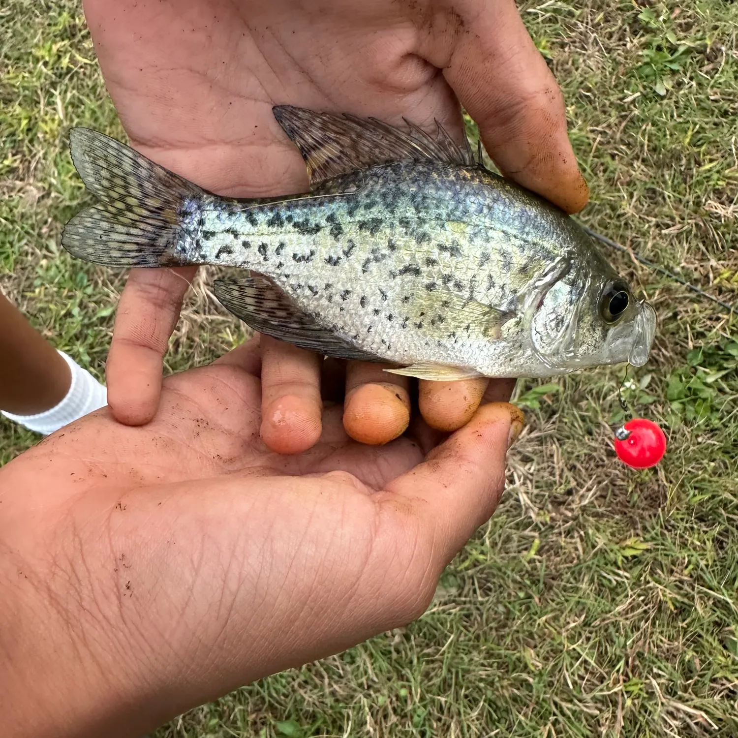 Black crappie caught on Fishbrain