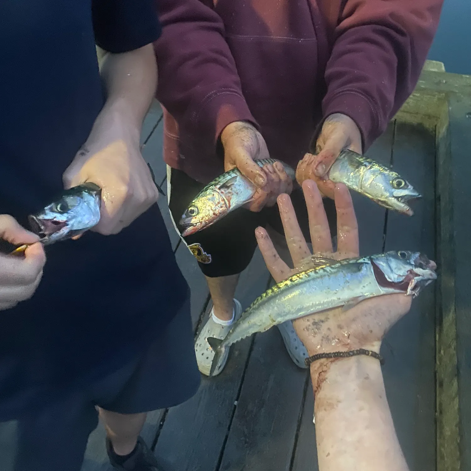 recently logged catches