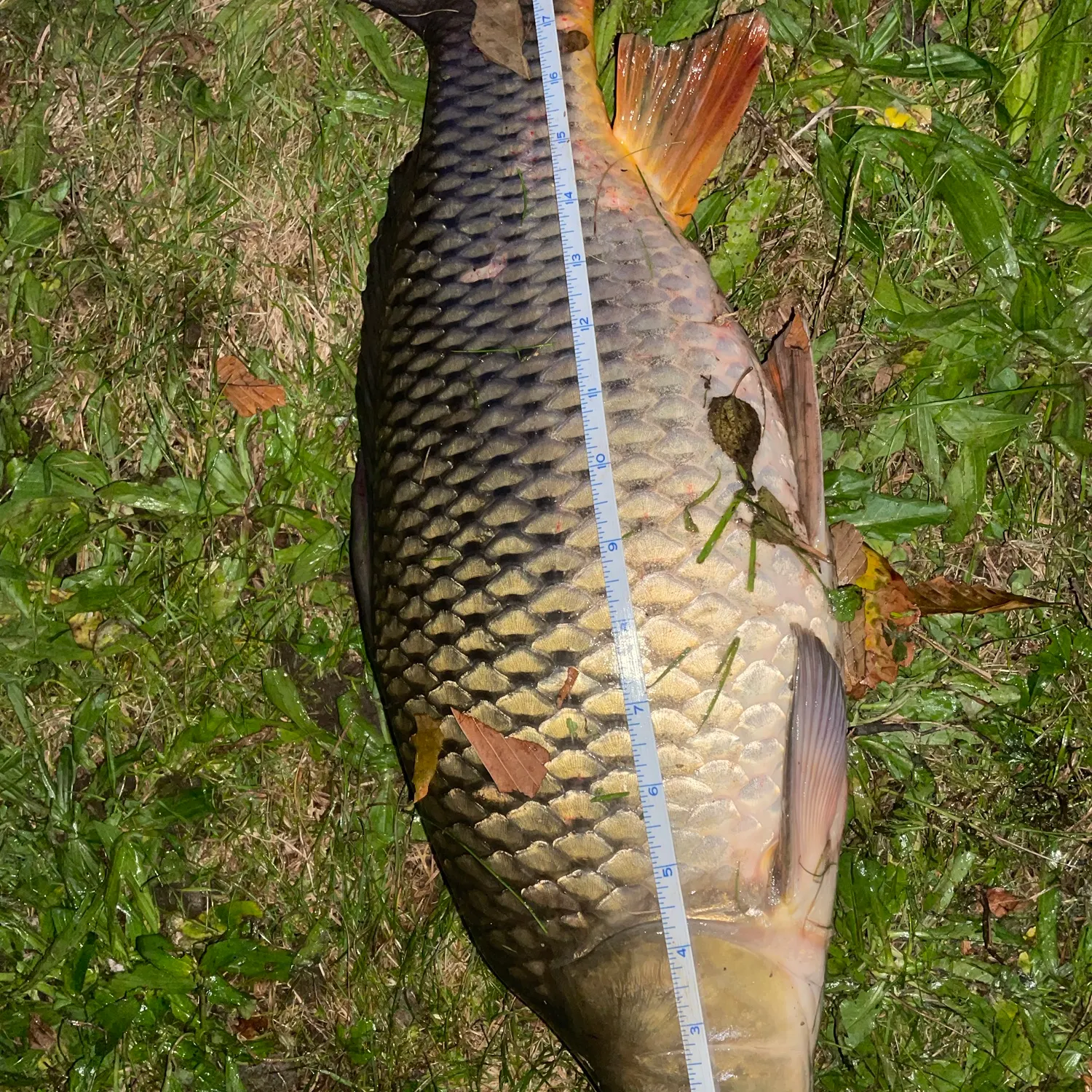 Common carp caught on Fishbrain