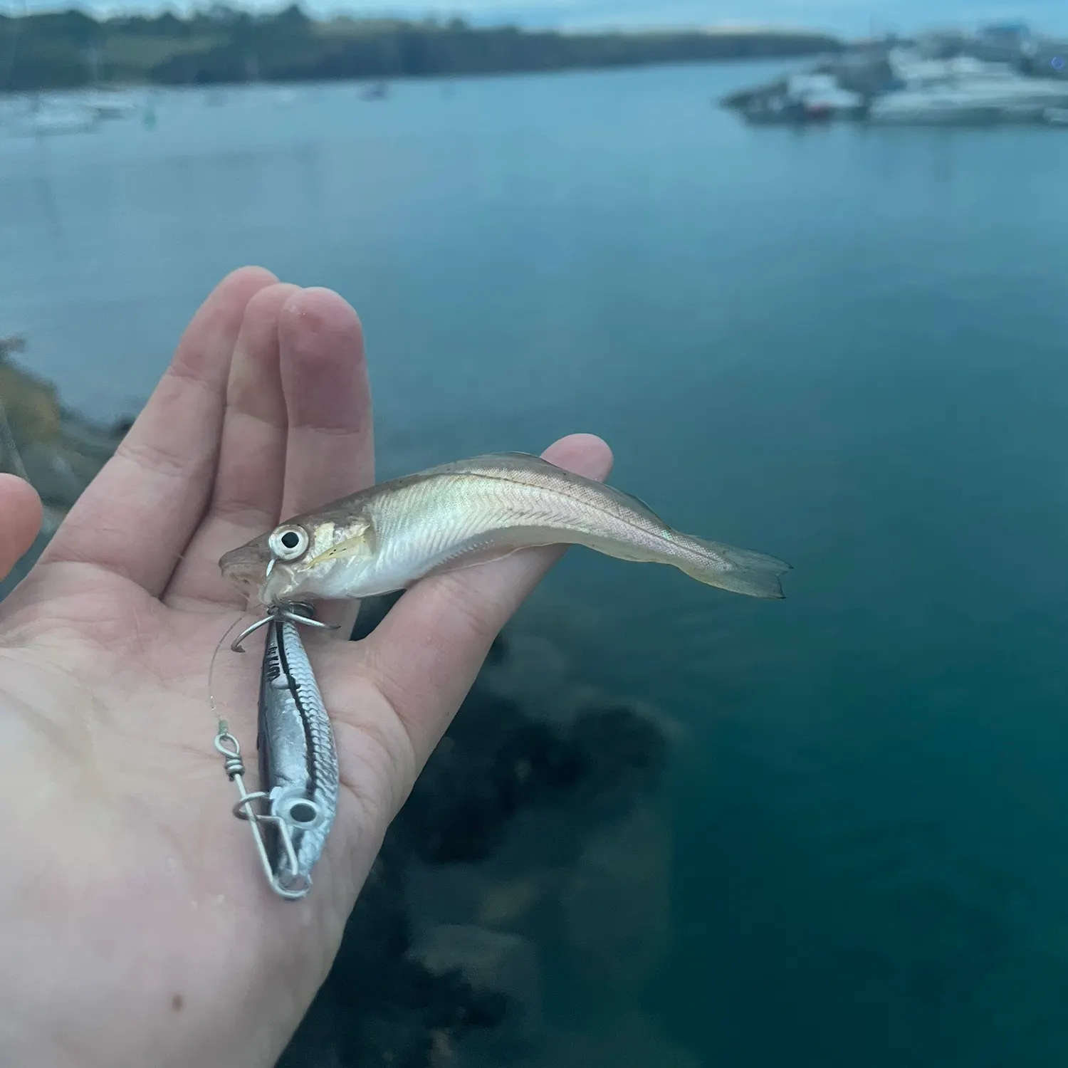 The most recent Pollack catches on Fishbrain