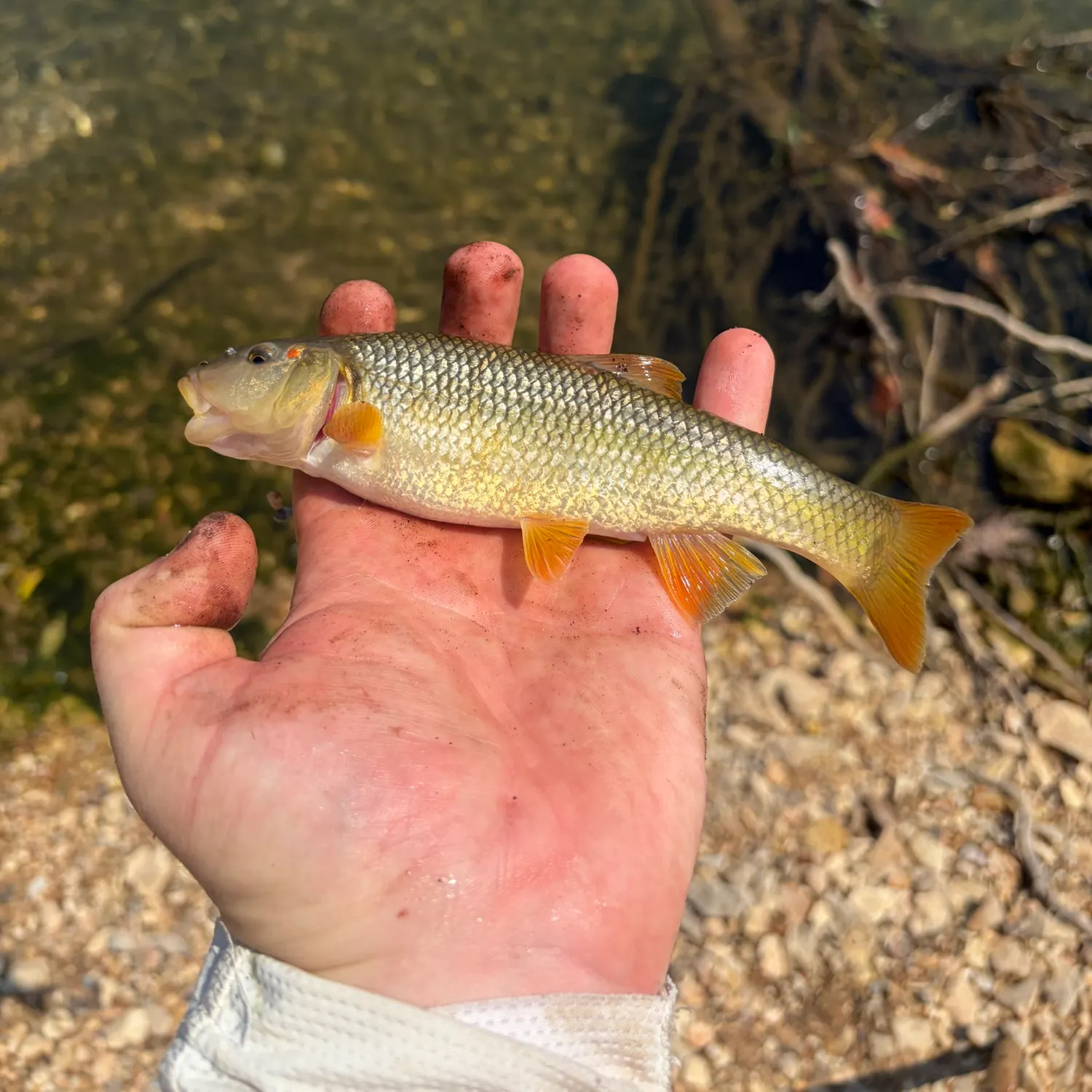 The most recent Redspot chub catches on Fishbrain
