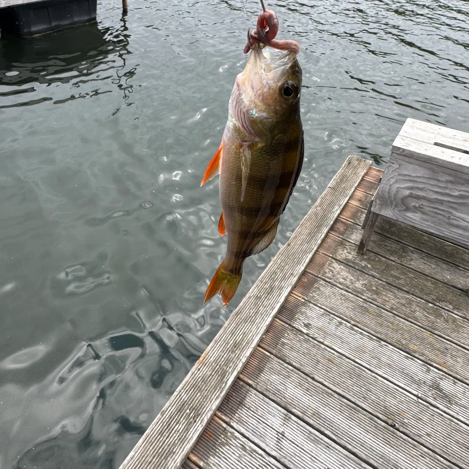 European perch caught on Fishbrain