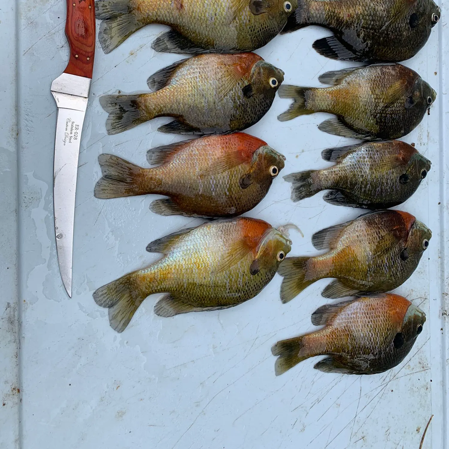 recently logged catches