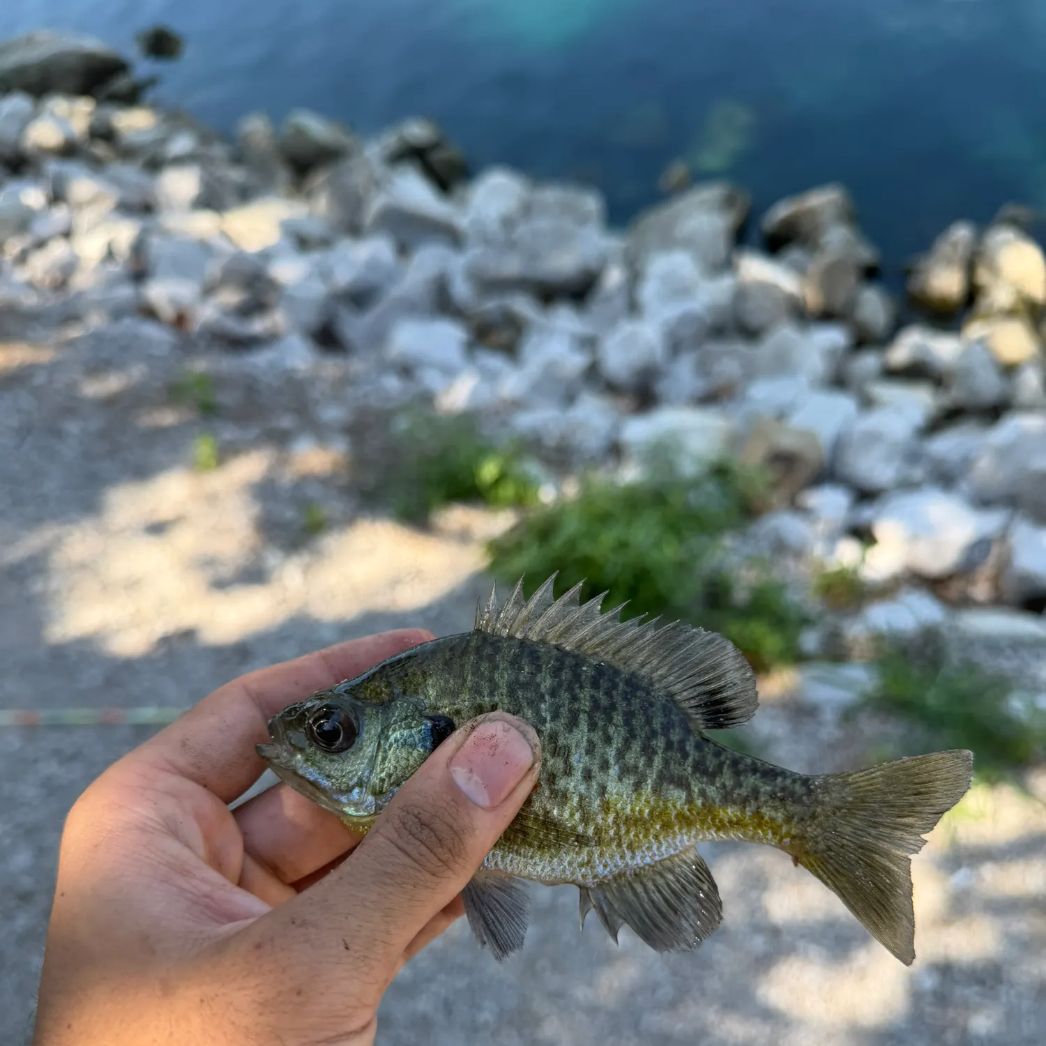 Bluegill caught on Fishbrain