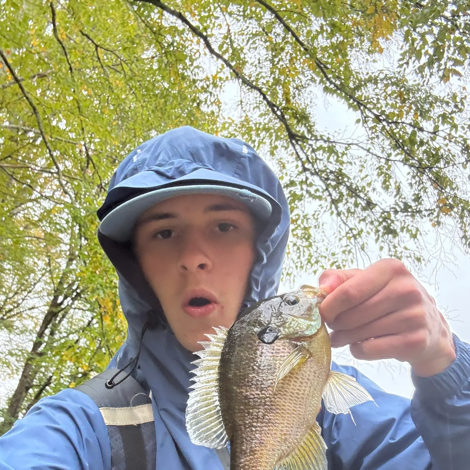 Bluegill caught on Fishbrain