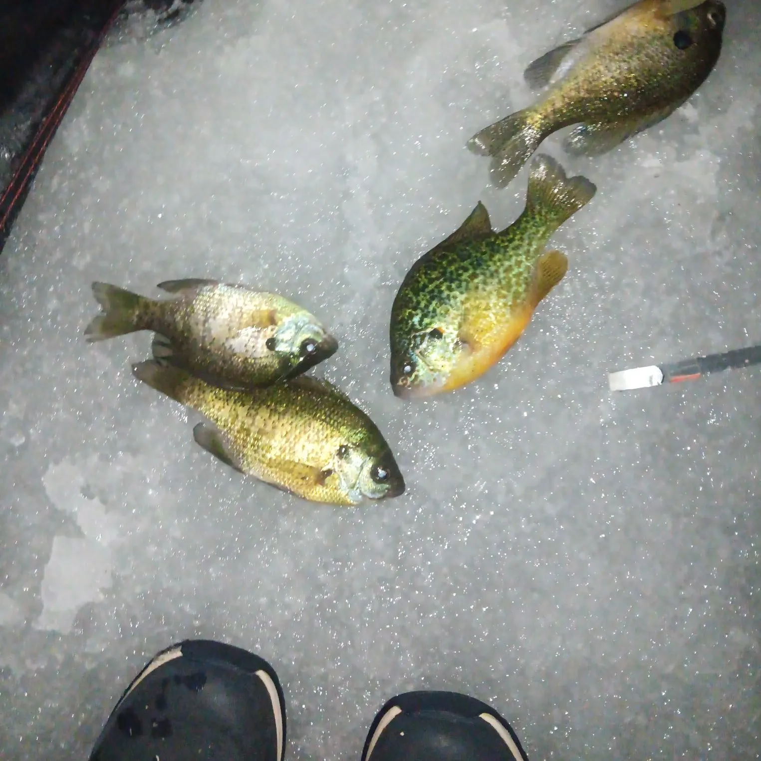 recently logged catches