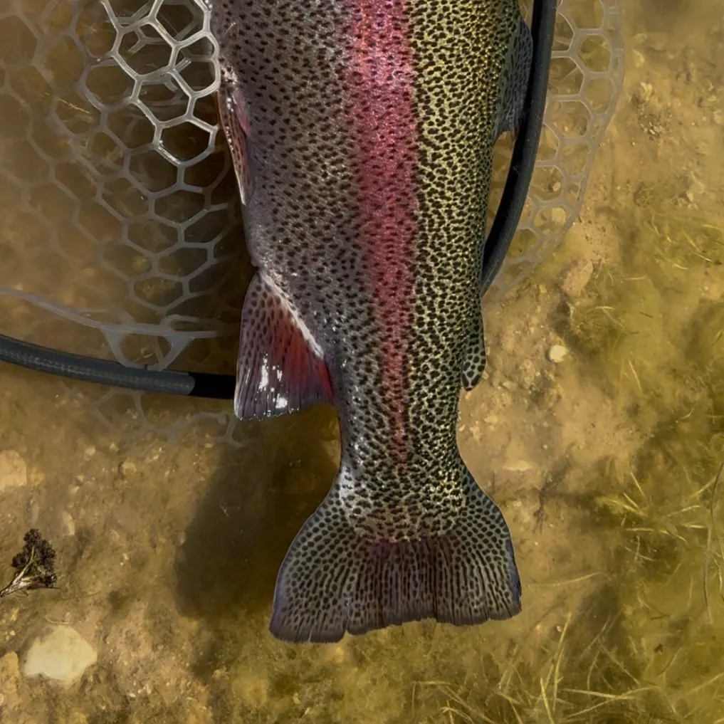Rainbow trout caught on Fishbrain