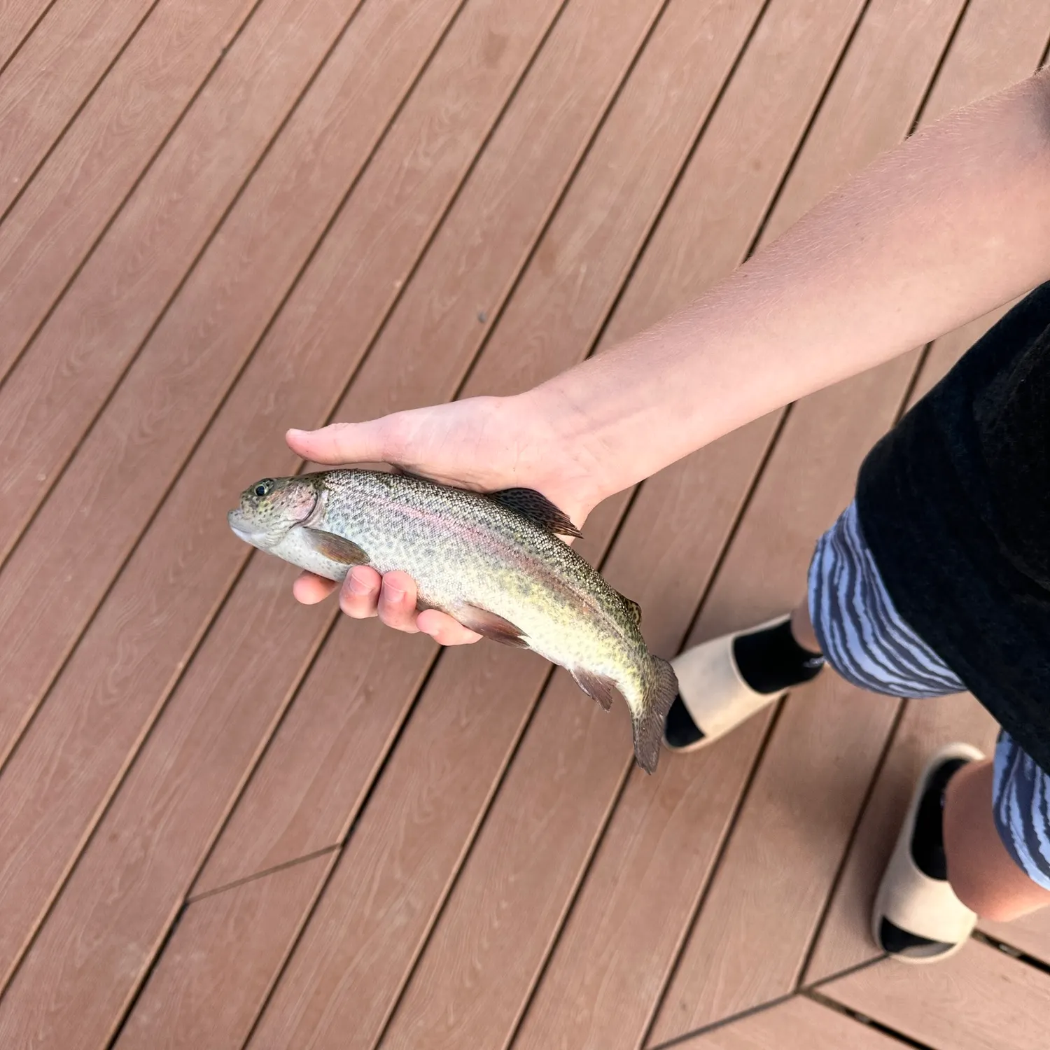 Rainbow trout caught on Fishbrain