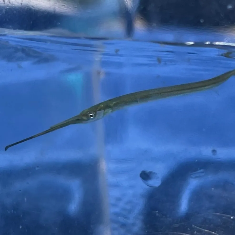 The most recent California needlefish catches on Fishbrain