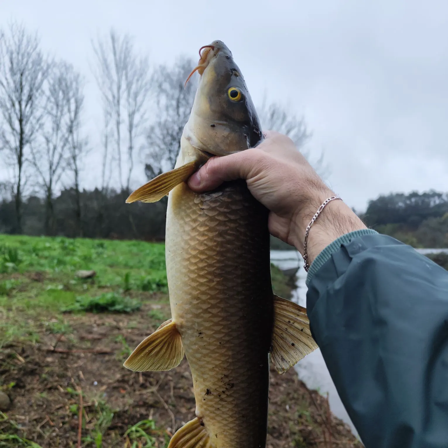 The most recent Common barbel catches on Fishbrain