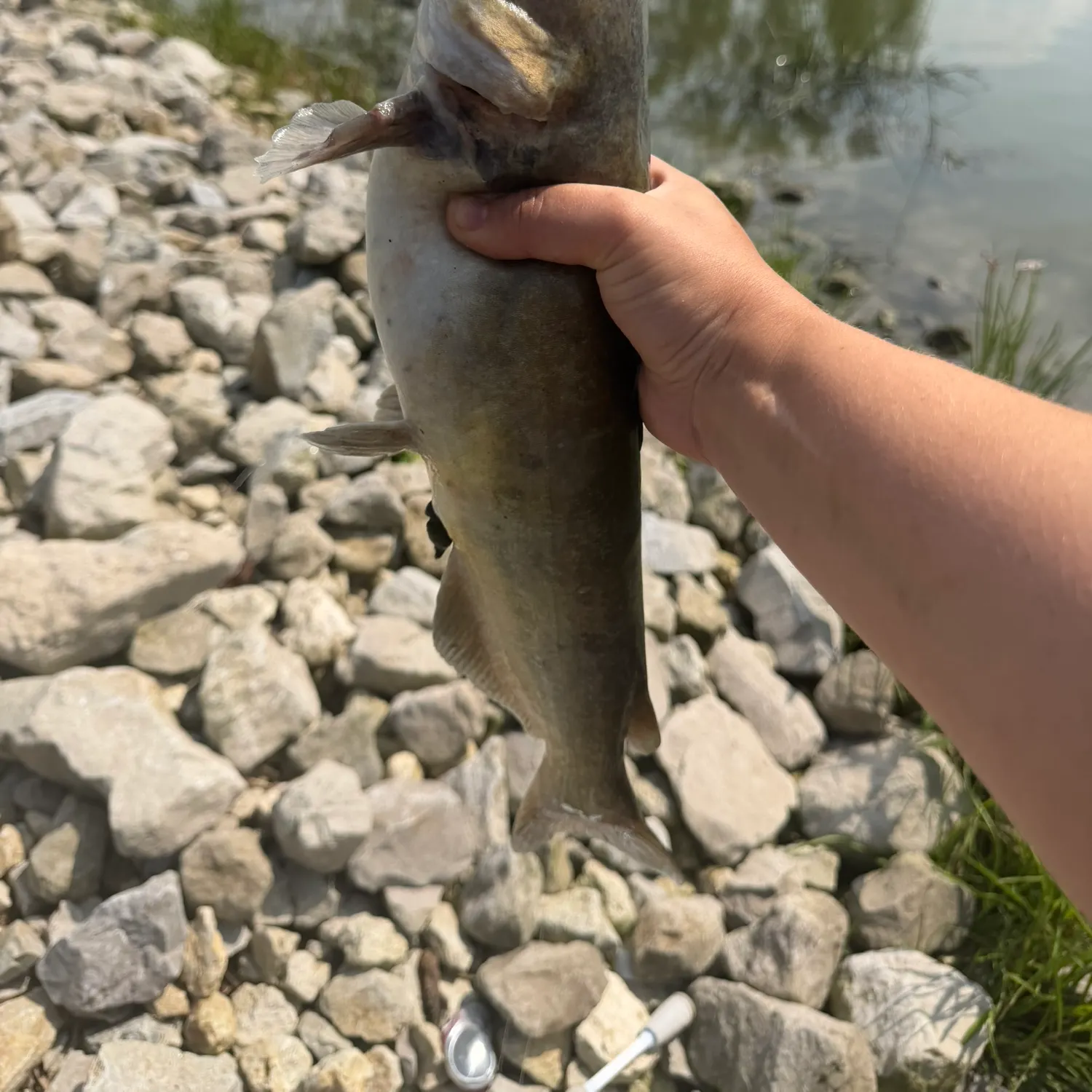 Channel catfish caught on Fishbrain