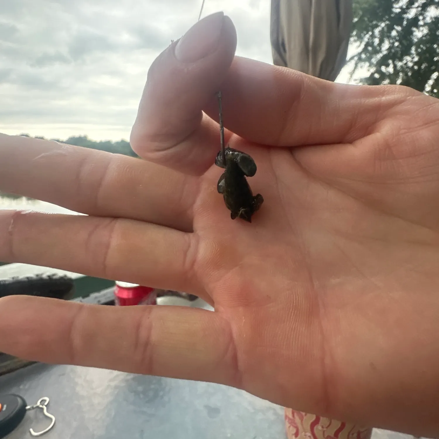 The most recent Zebra mussel catches on Fishbrain