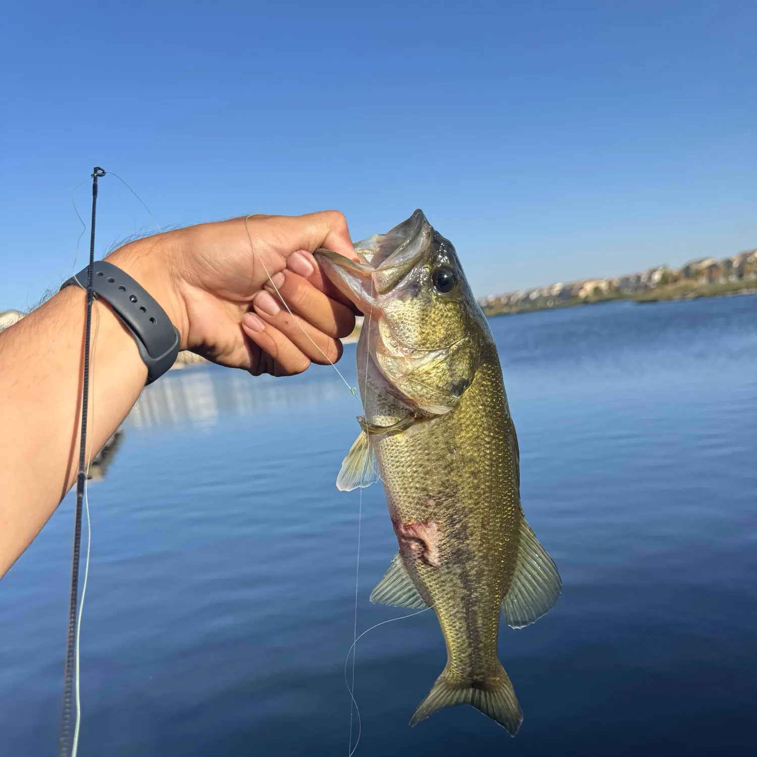 Largemouth bass caught on Fishbrain