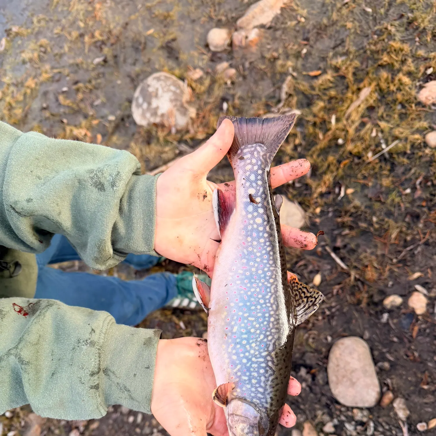 Brook trout caught on Fishbrain