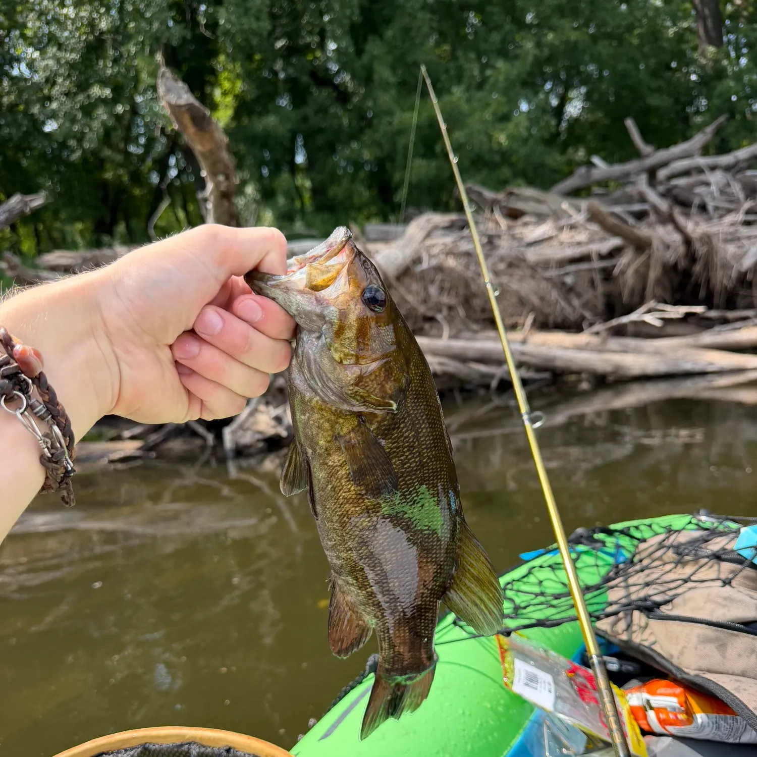 Smallmouth bass caught on Fishbrain