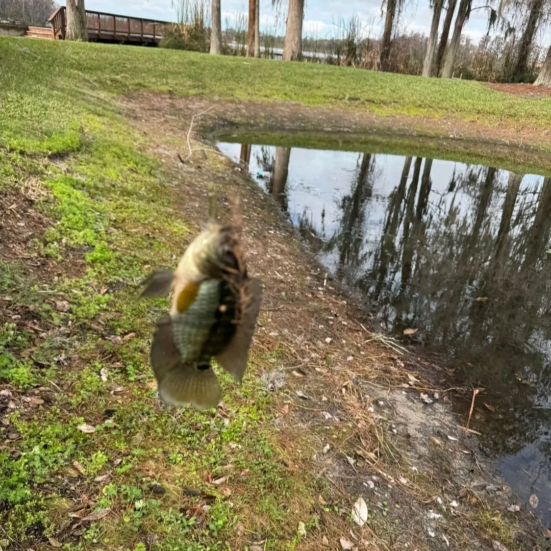 The most recent Chanchita catches on Fishbrain