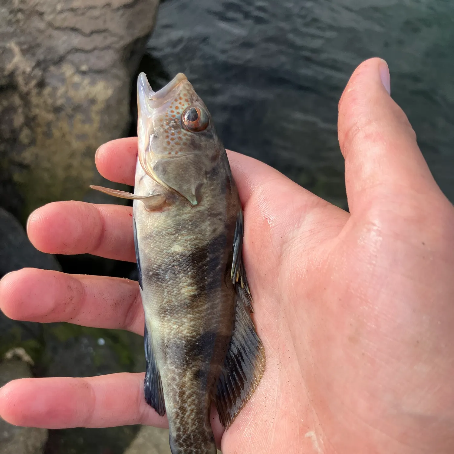 The most recent Barred sand bass catches on Fishbrain