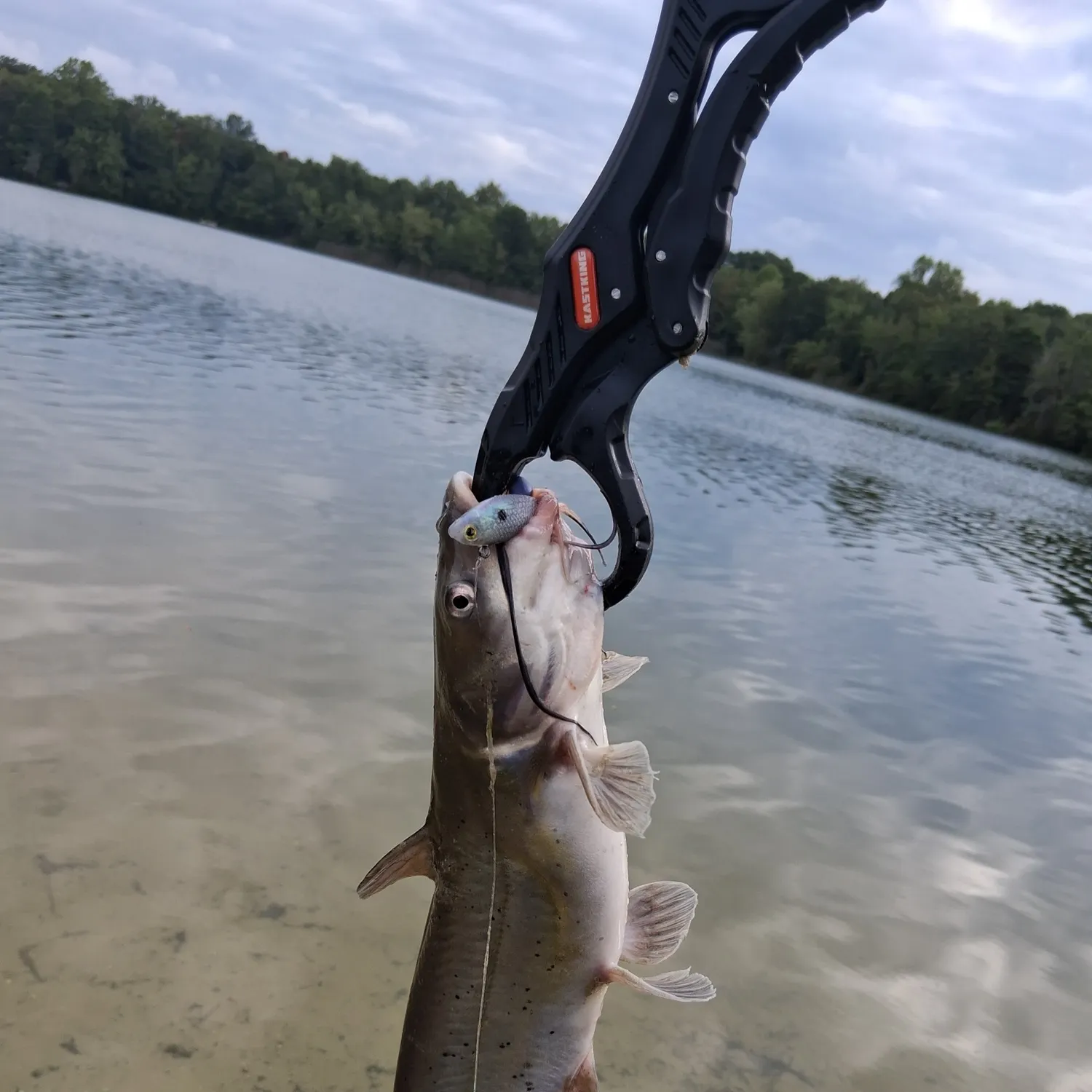 Channel catfish caught on Fishbrain
