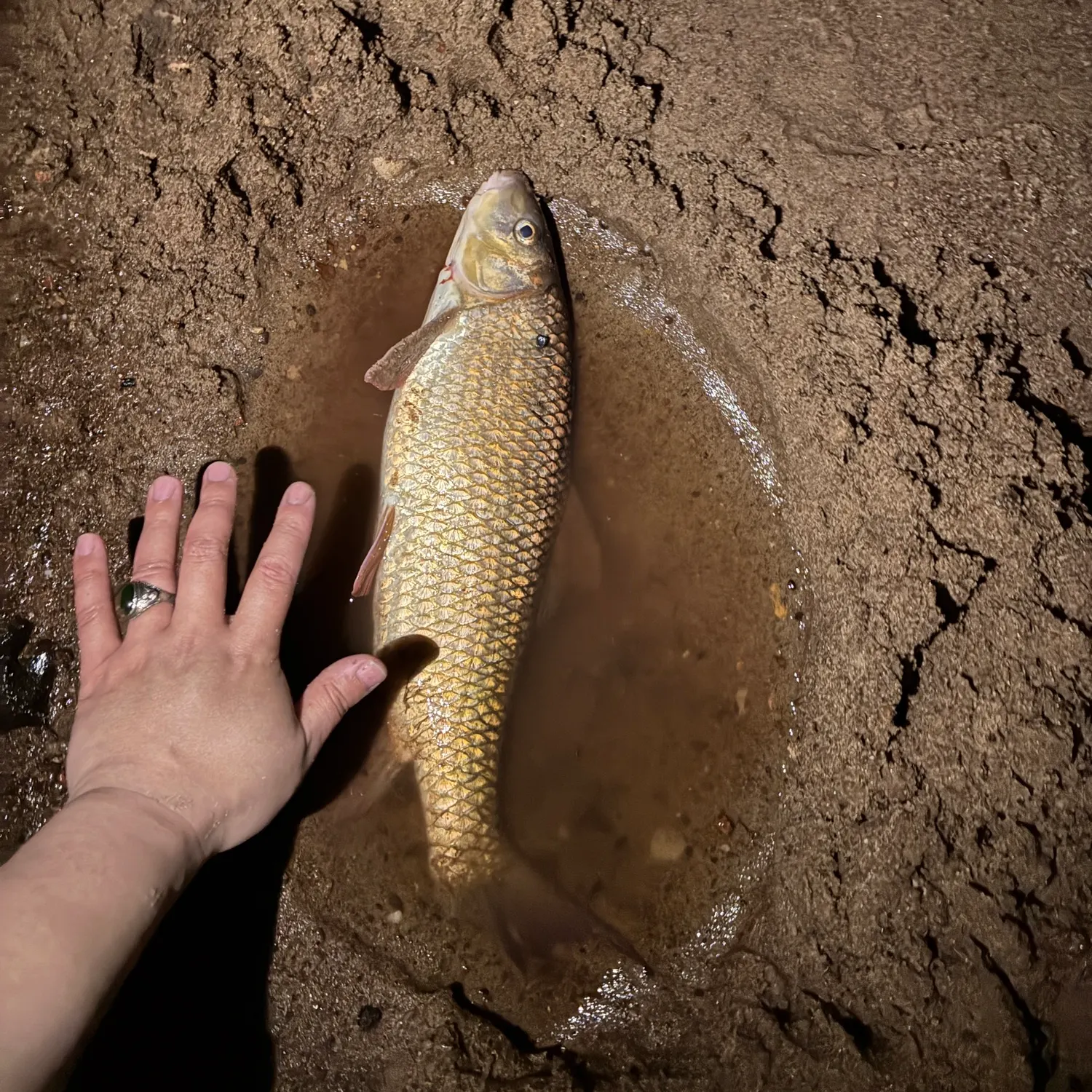 The most recent Golden redhorse catches on Fishbrain